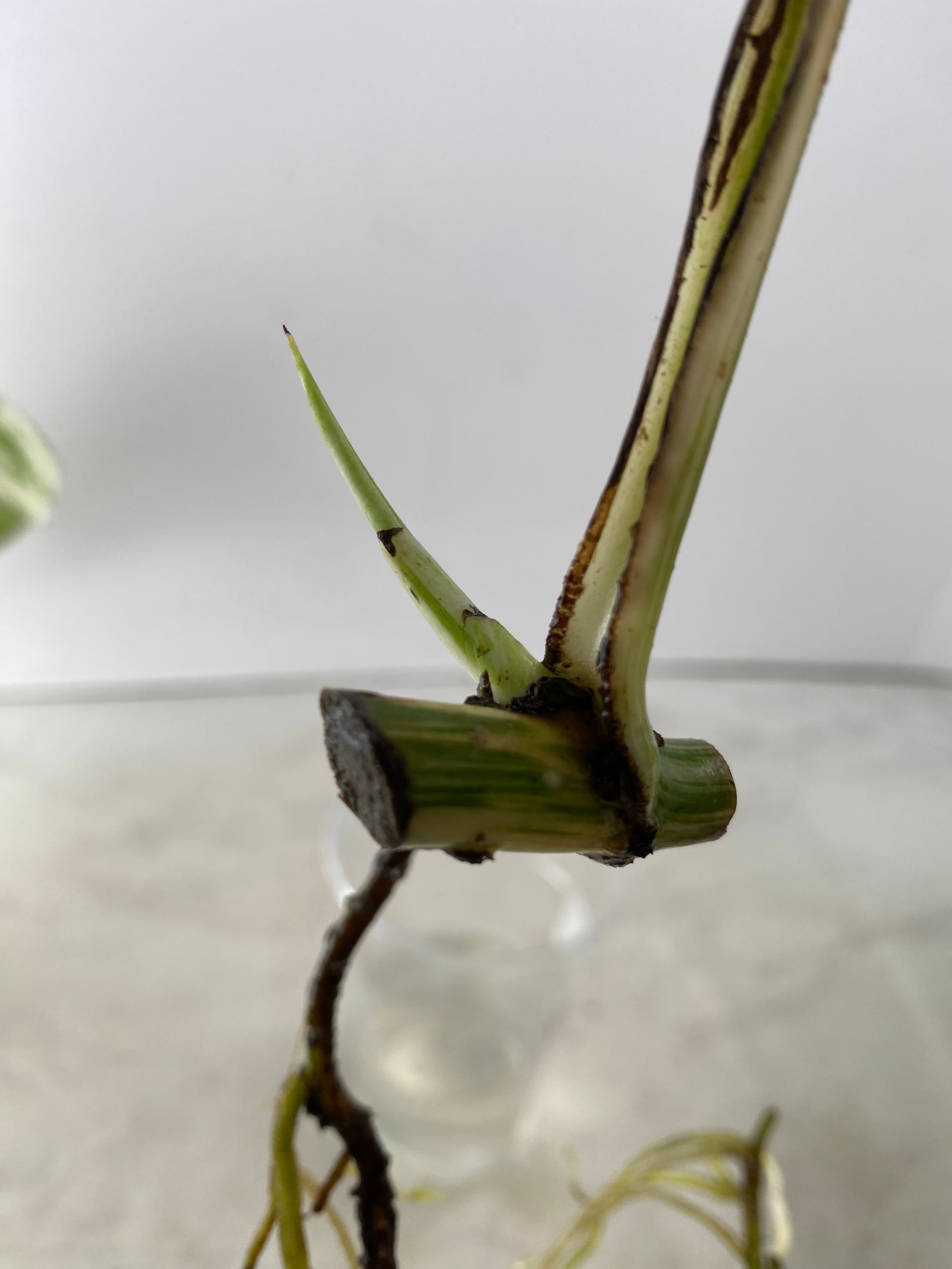 Monstera white tiger 1 leaf