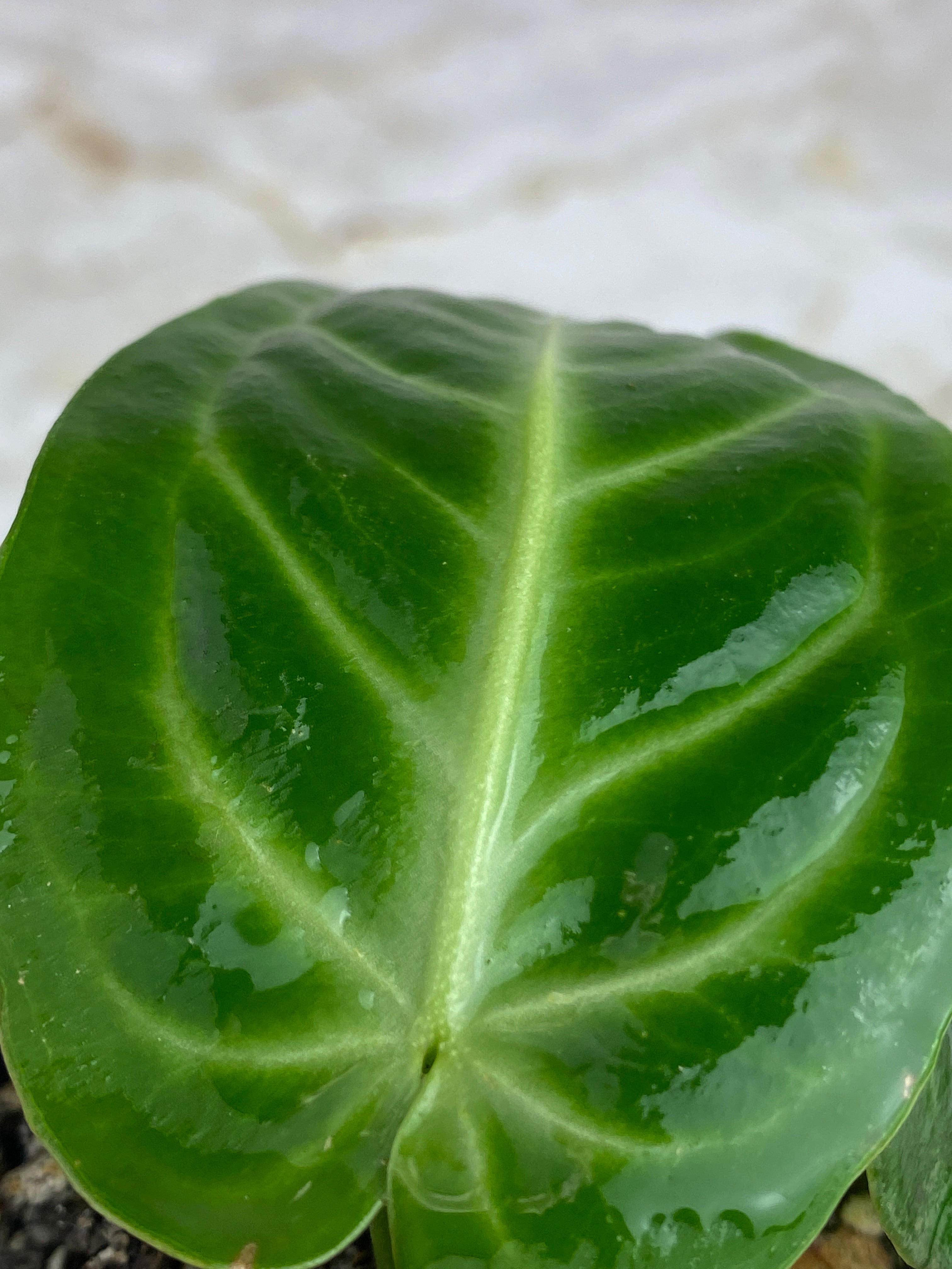 Anthurium villenaorum