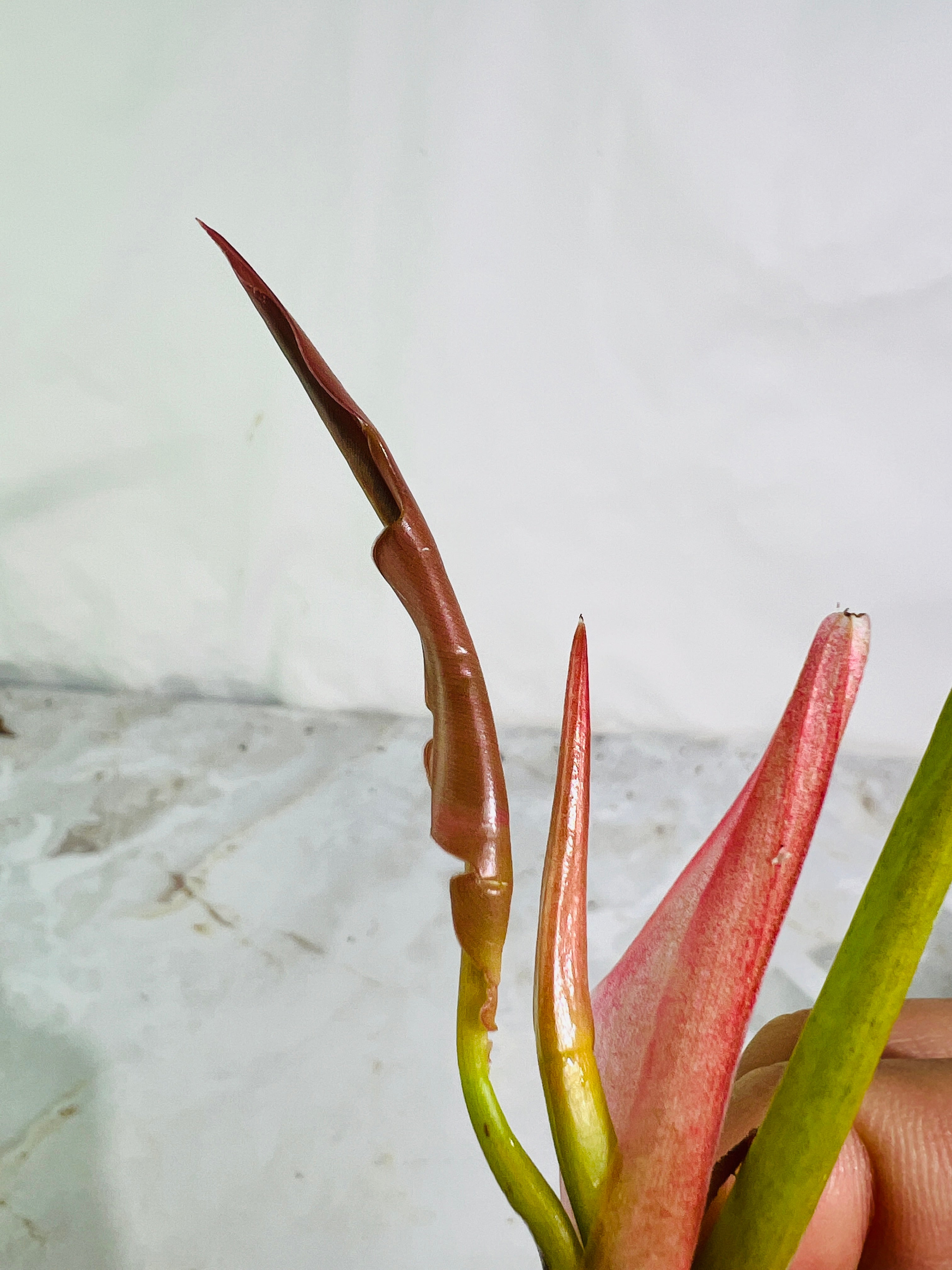 DO NOT BUY Philodendron ring of fire rooting top cutting 2 leaves 1 sprout