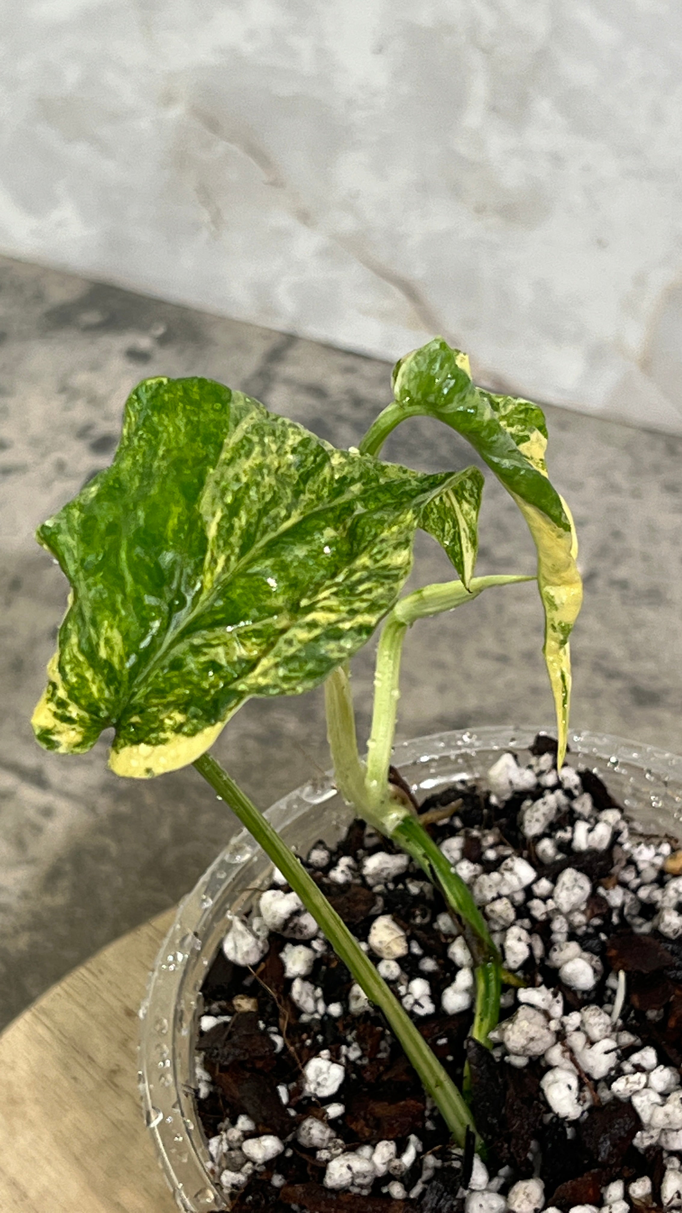 Amydrium Medium Variegated