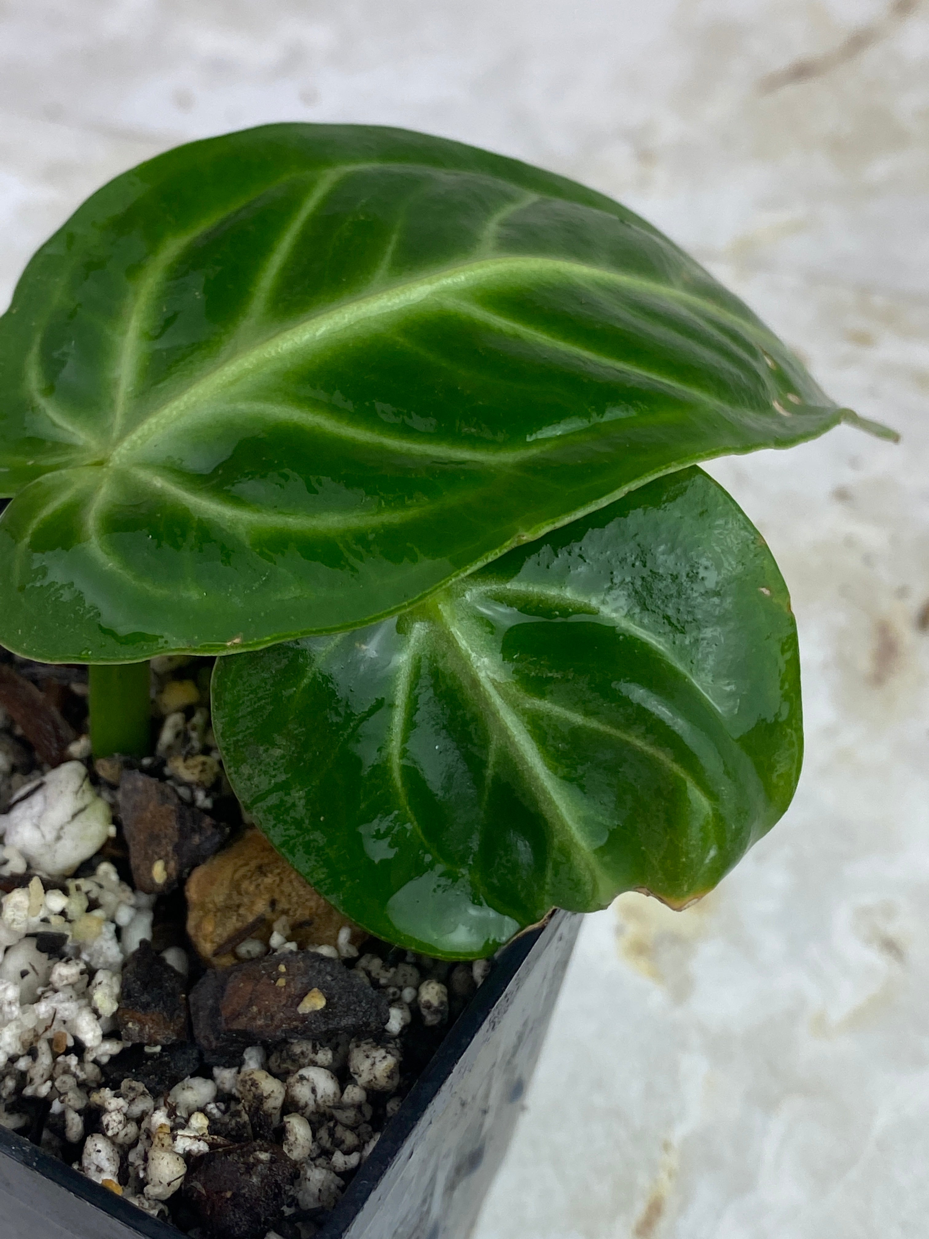 Anthurium villenaorum