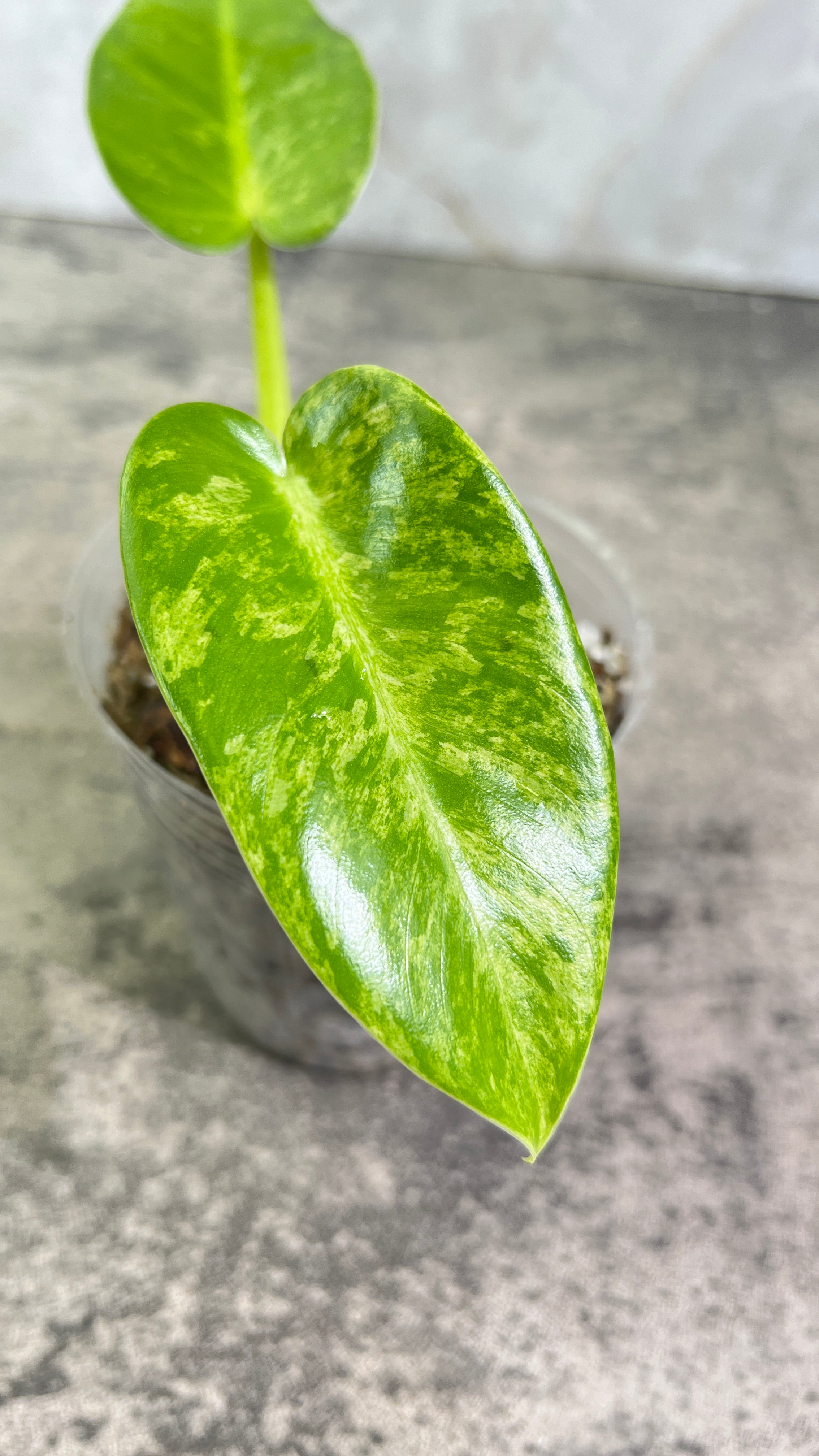 Philodendron giganteum blizzard rooted 2 leaves 1 sprout top cutting