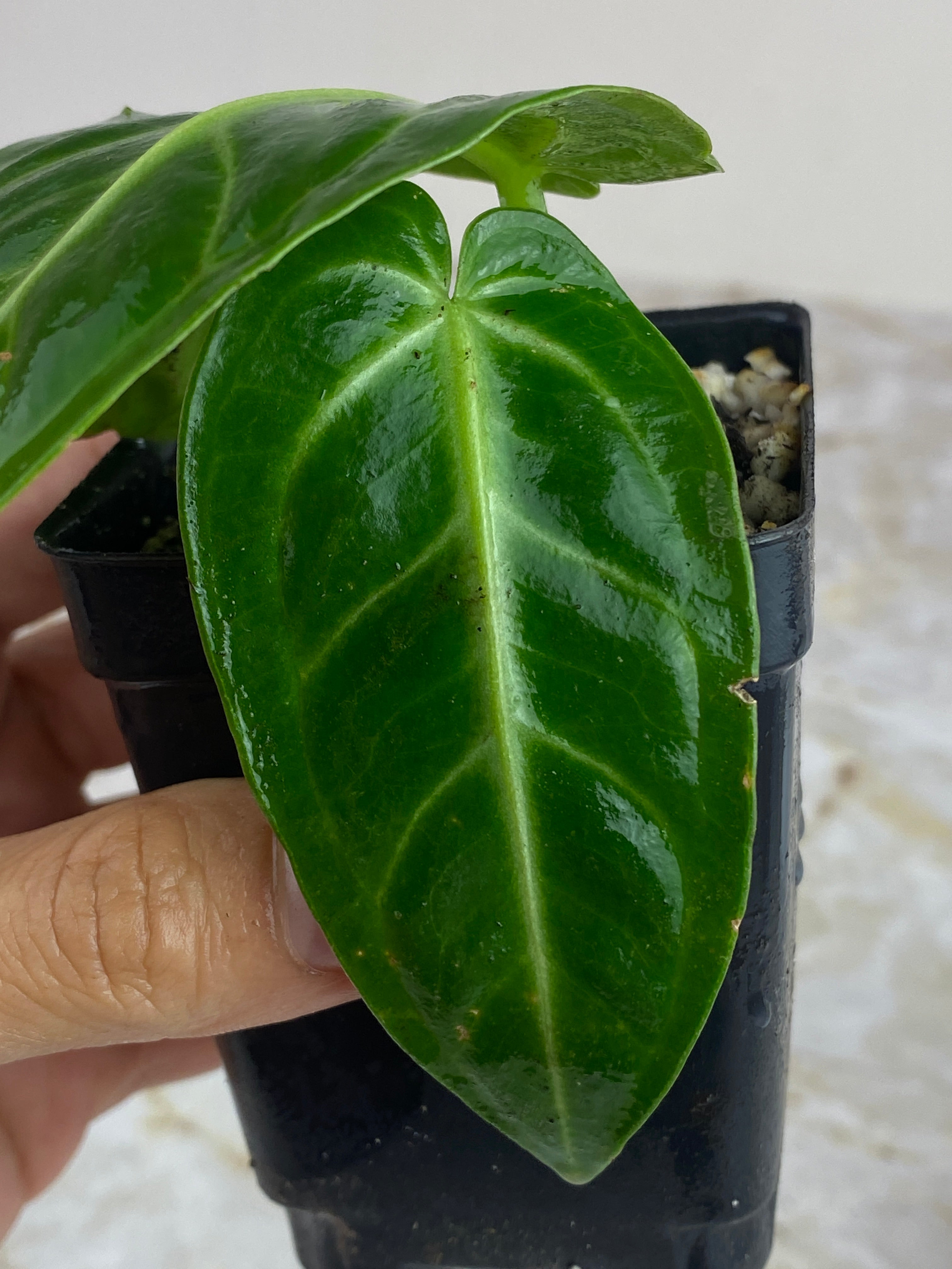 Anthurium villenaorum