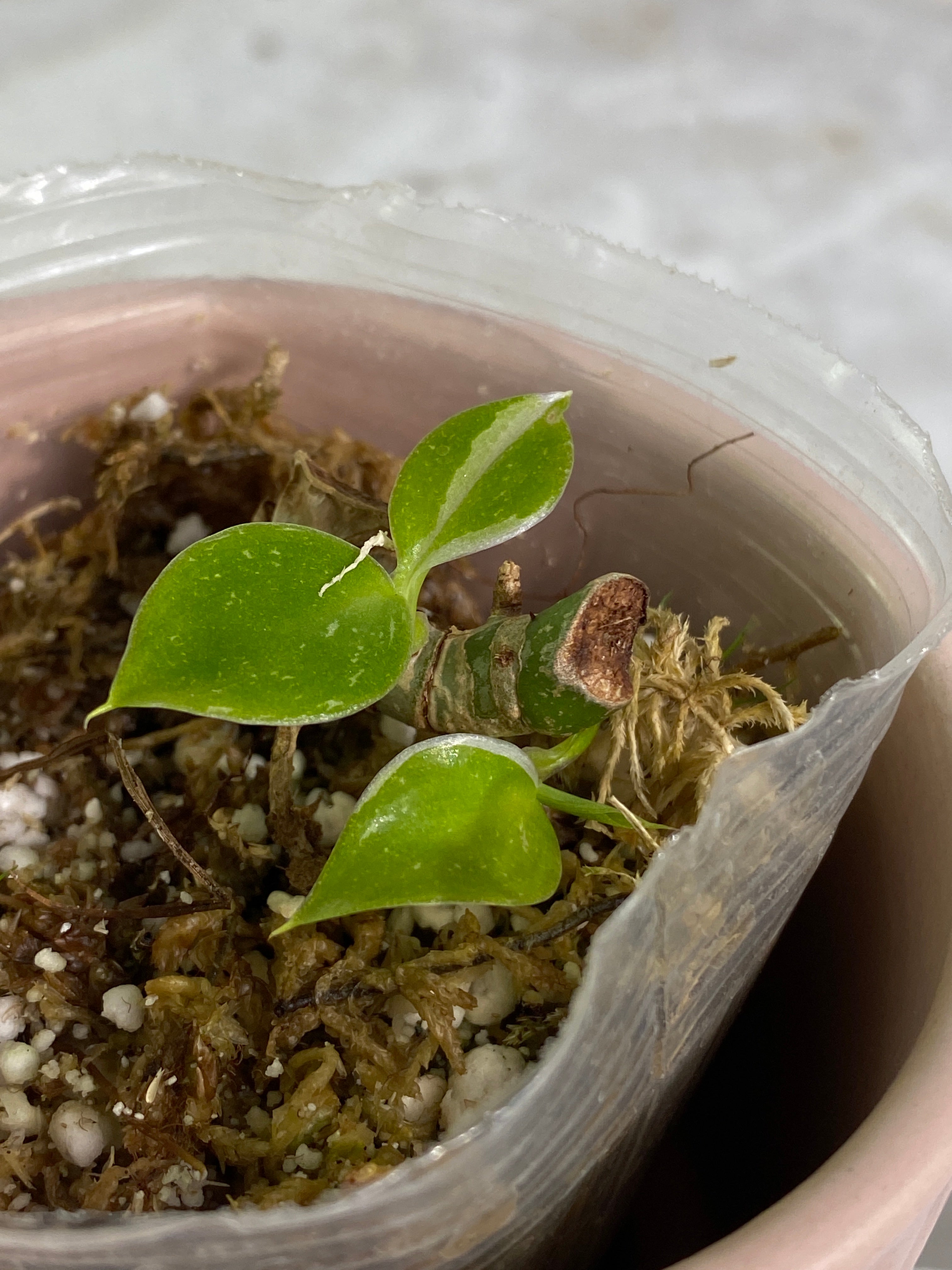 Philodendron white wizard rooted 4 leaves