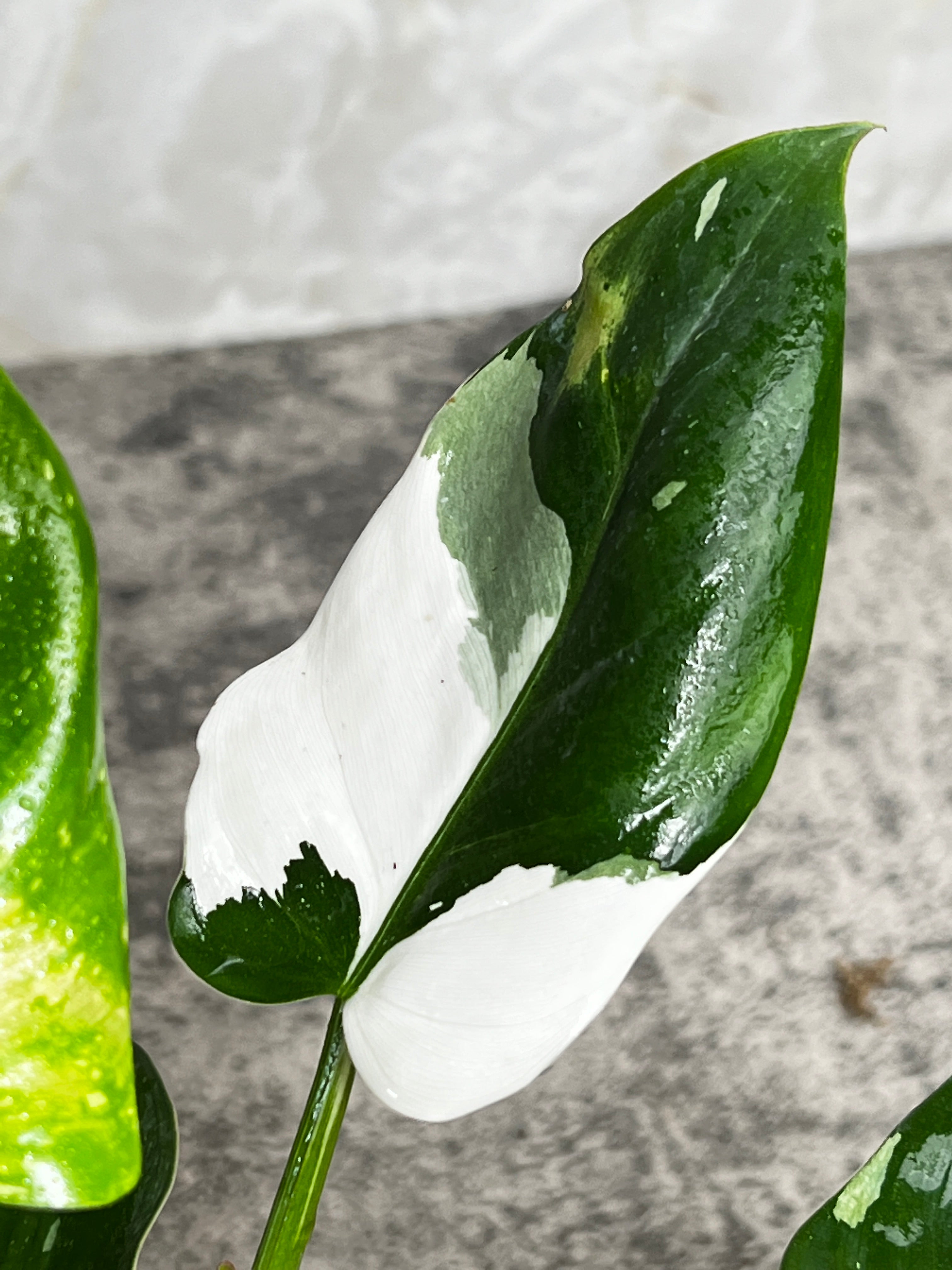 Philodendron white princess rooted 5 leaves 1 sprout highly Variegated