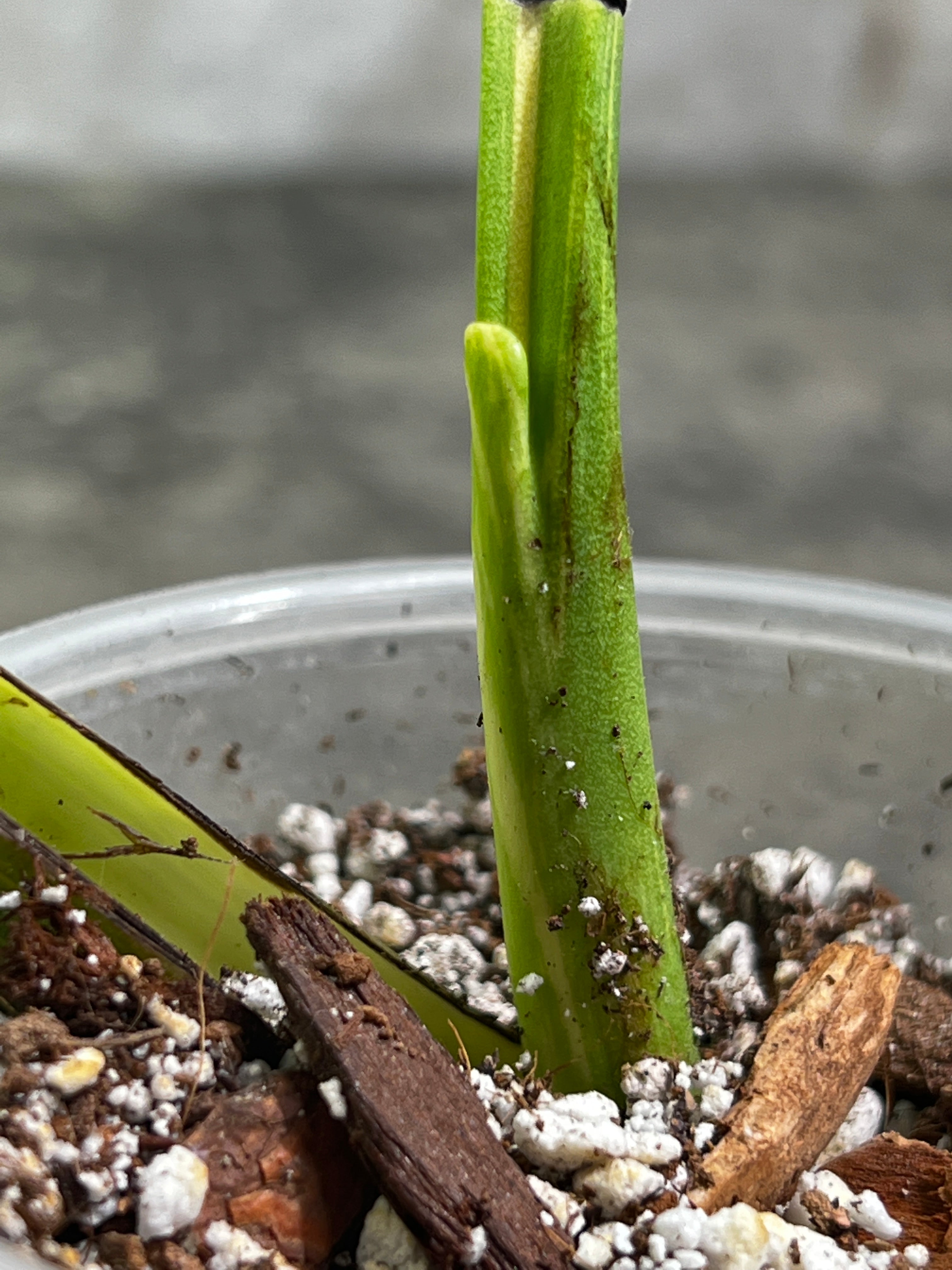 Monstera Thai Constellation Slightly Rooted in soil 1 Highly Variegated leaf 1 sprout Top Cutting