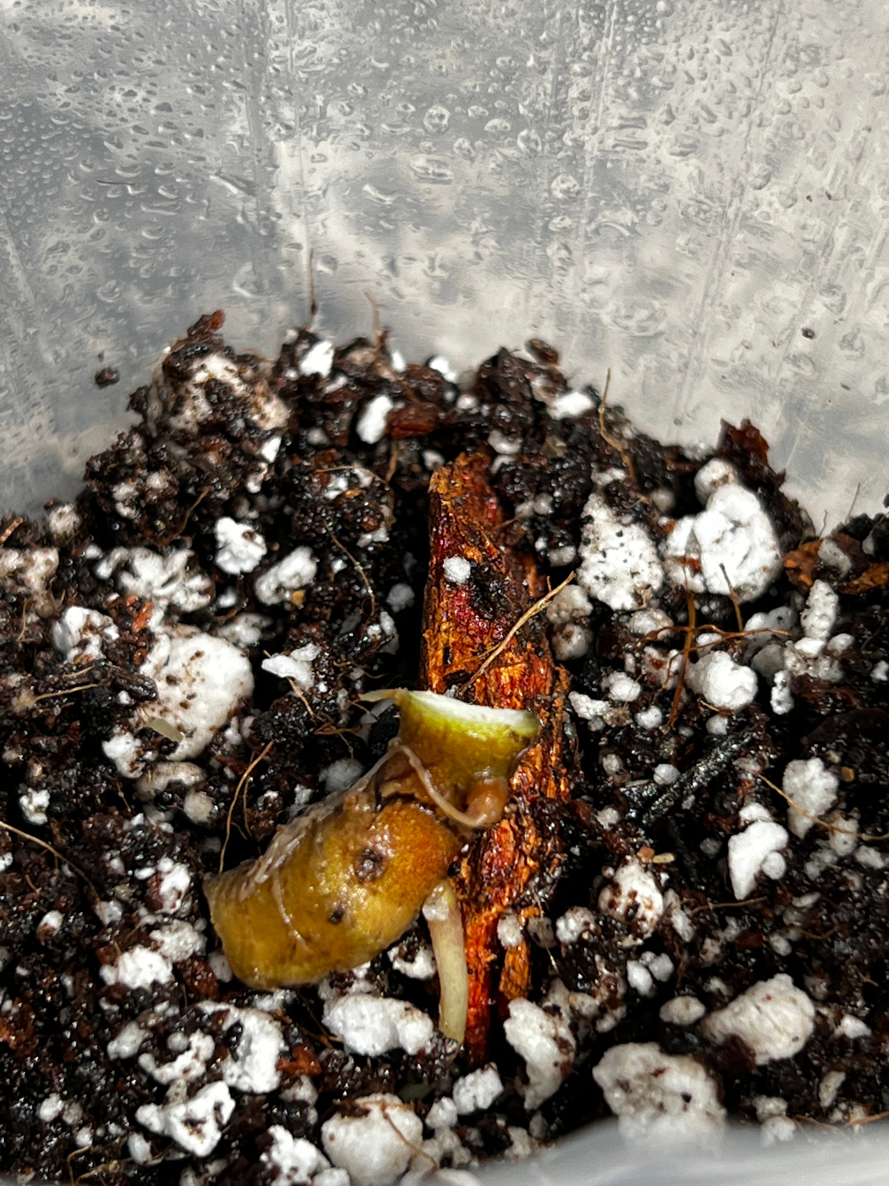 Growers choice Alocasia Jacklyn rooting double node