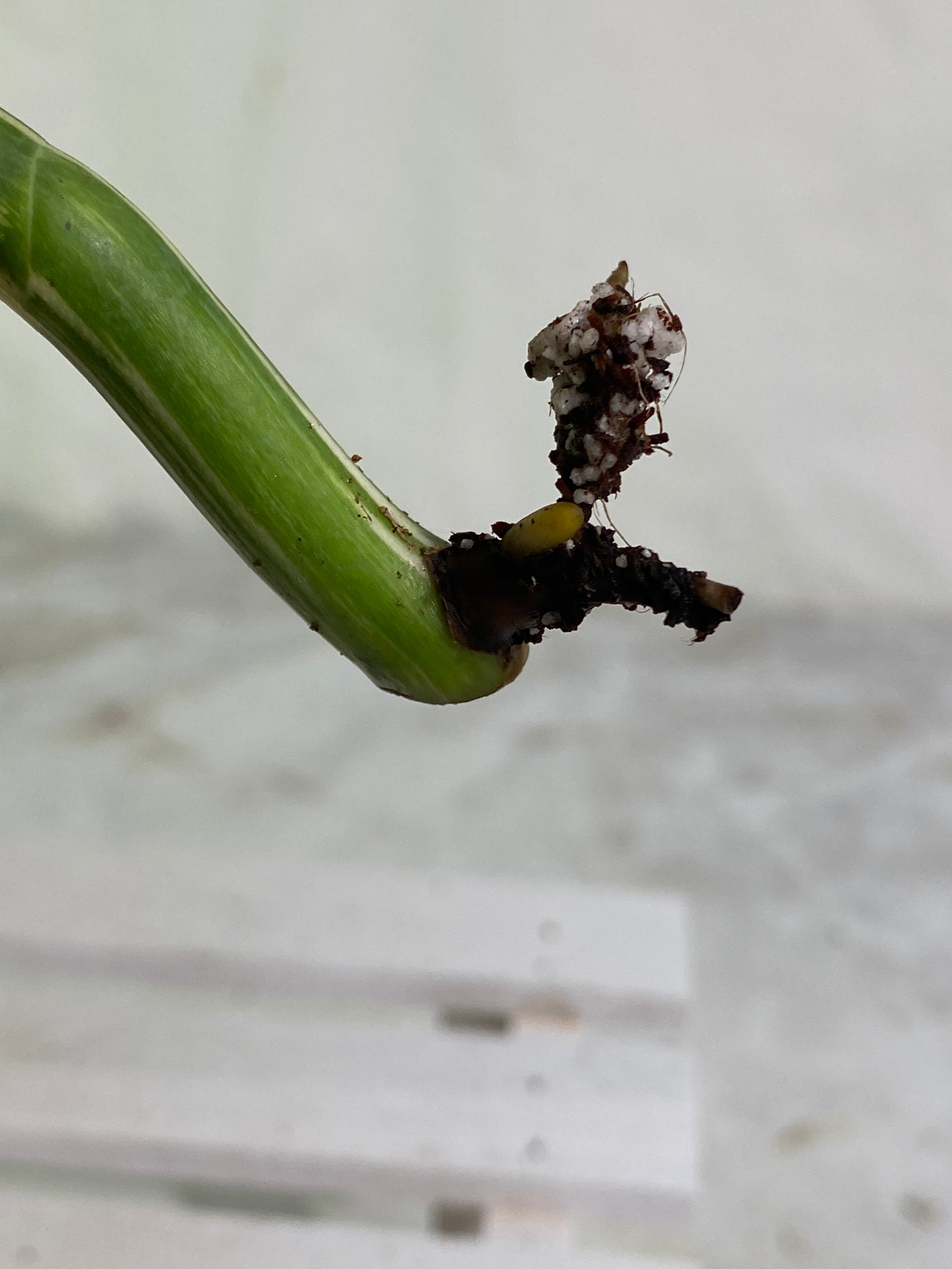 Monstera albo rooting in soil 1 leaf highly Variegated