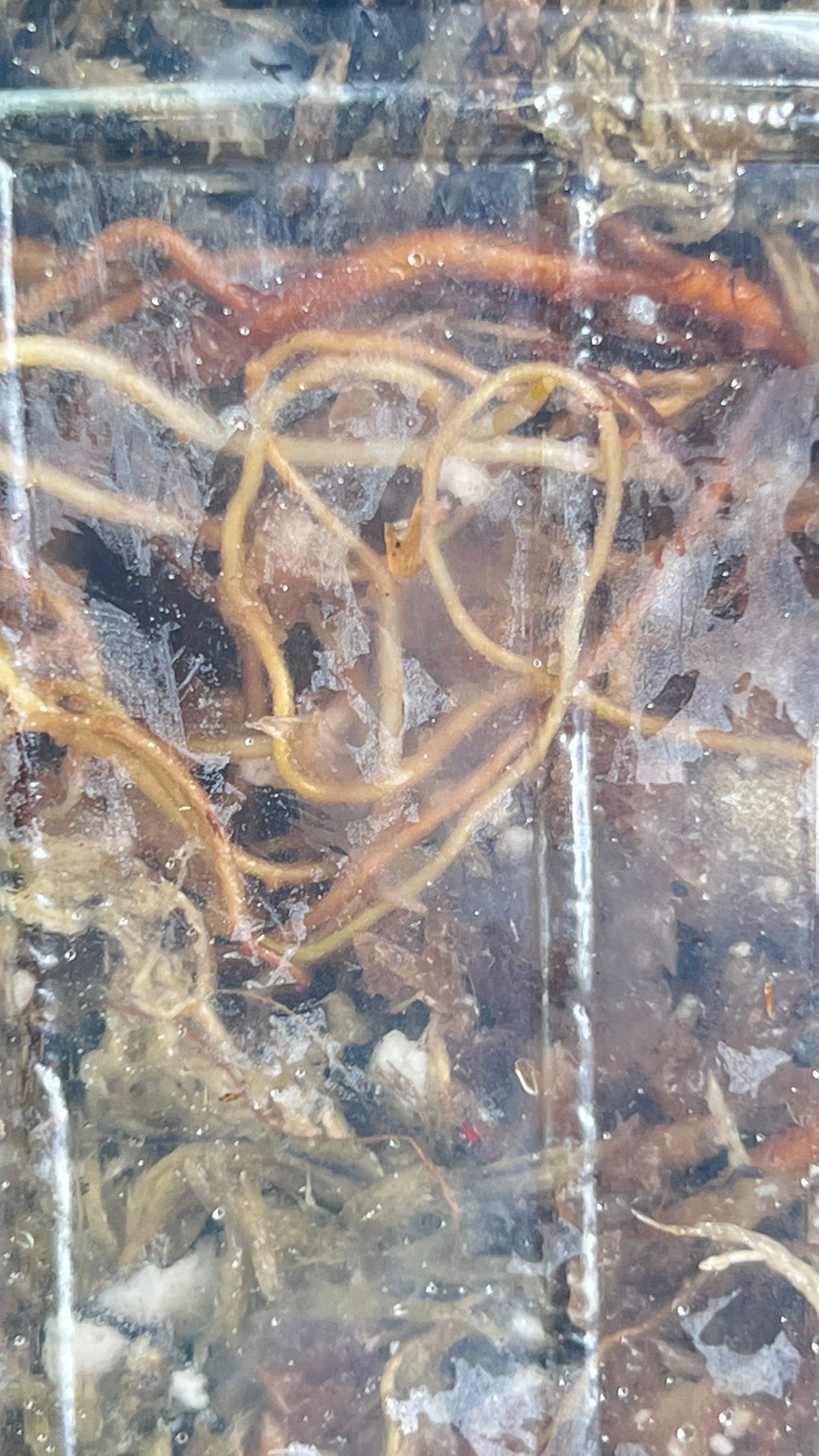 Philodendron giganteum blizzard rooted triple node