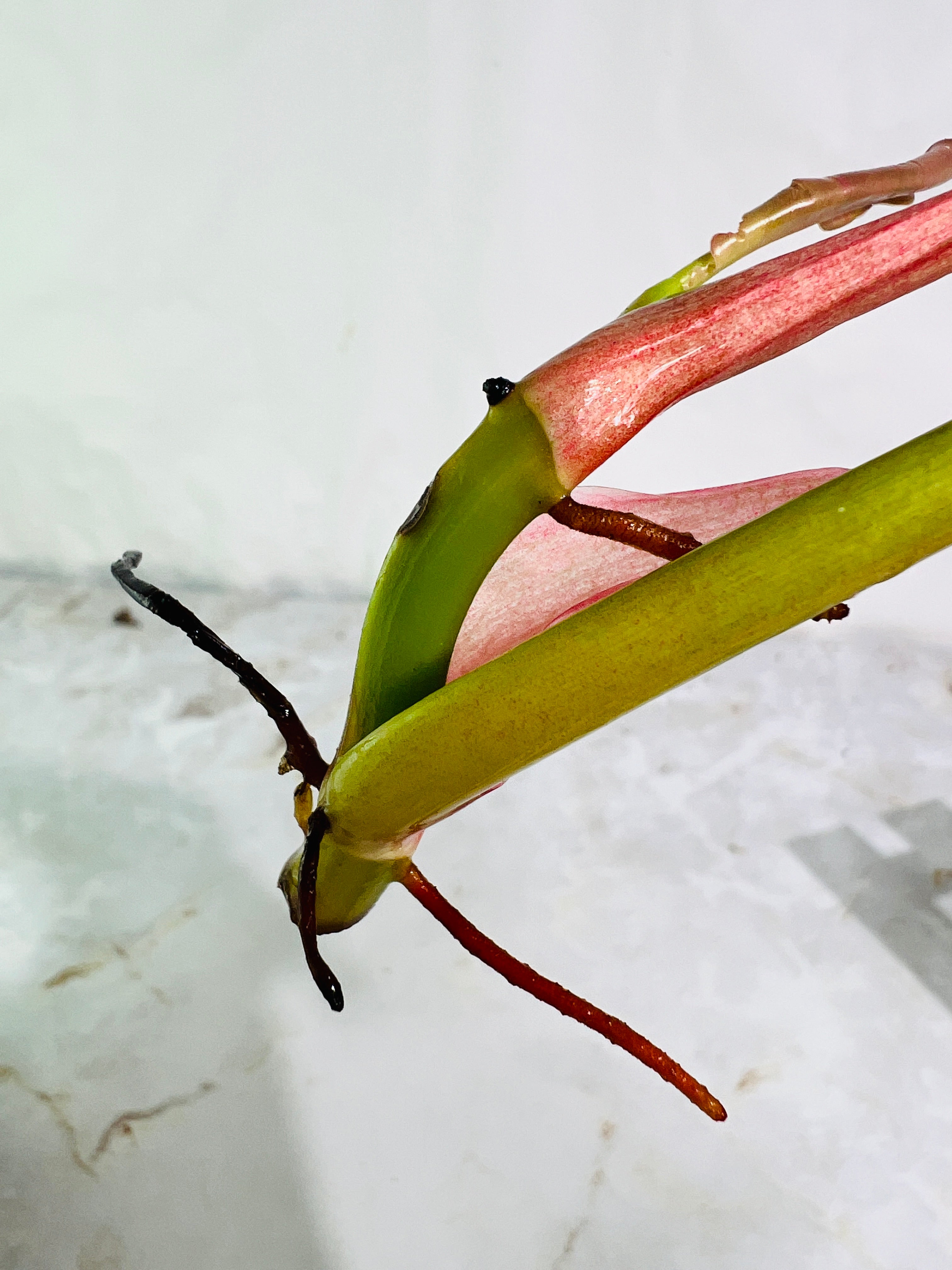 DO NOT BUY Philodendron ring of fire rooting top cutting 2 leaves 1 sprout