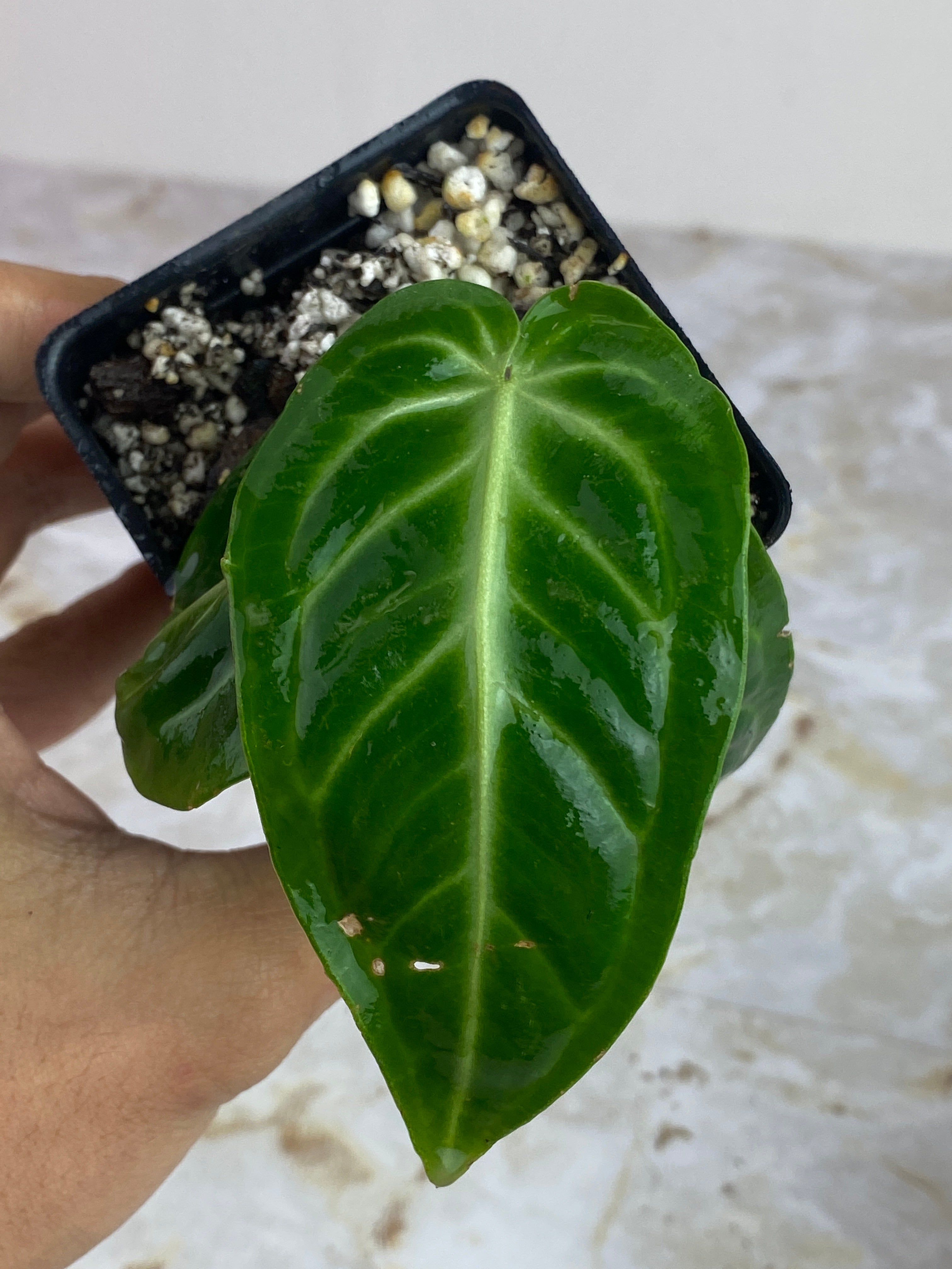 Anthurium villenaorum