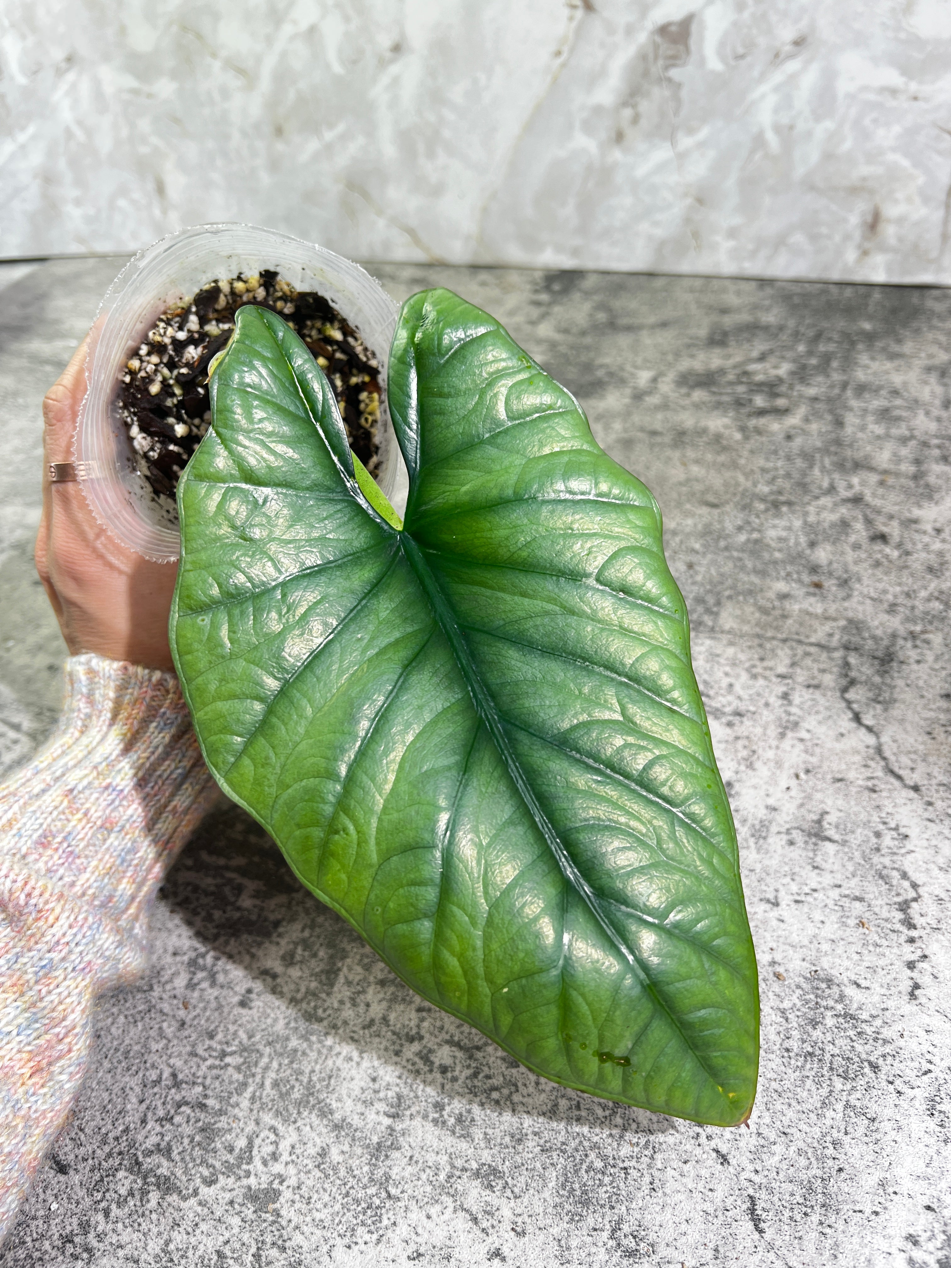 Grower Choice: Alocasia nebula imperialis unrooted multiple node