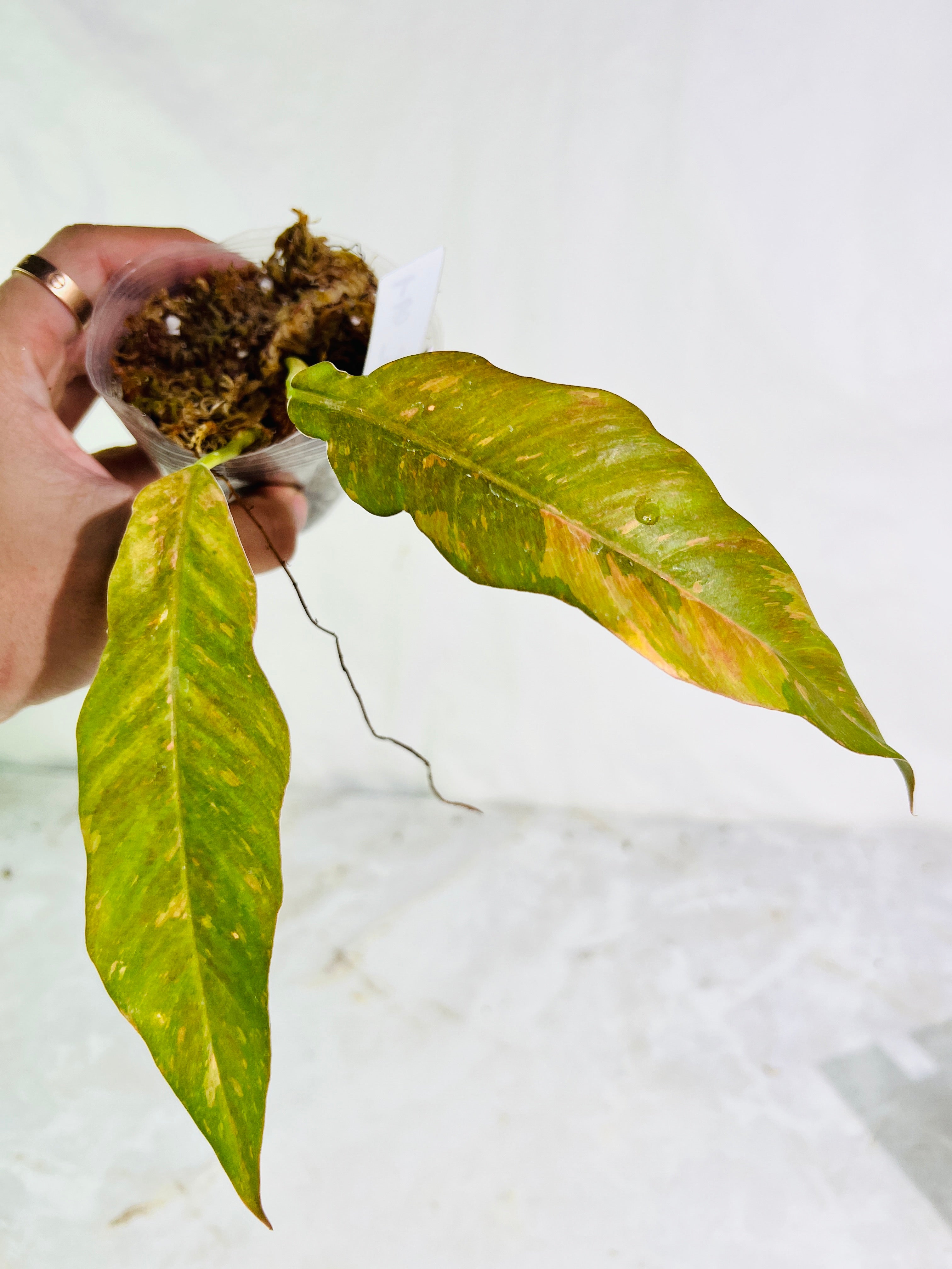 Grower choice: Philodendron ring of fire rooted 2 leaves