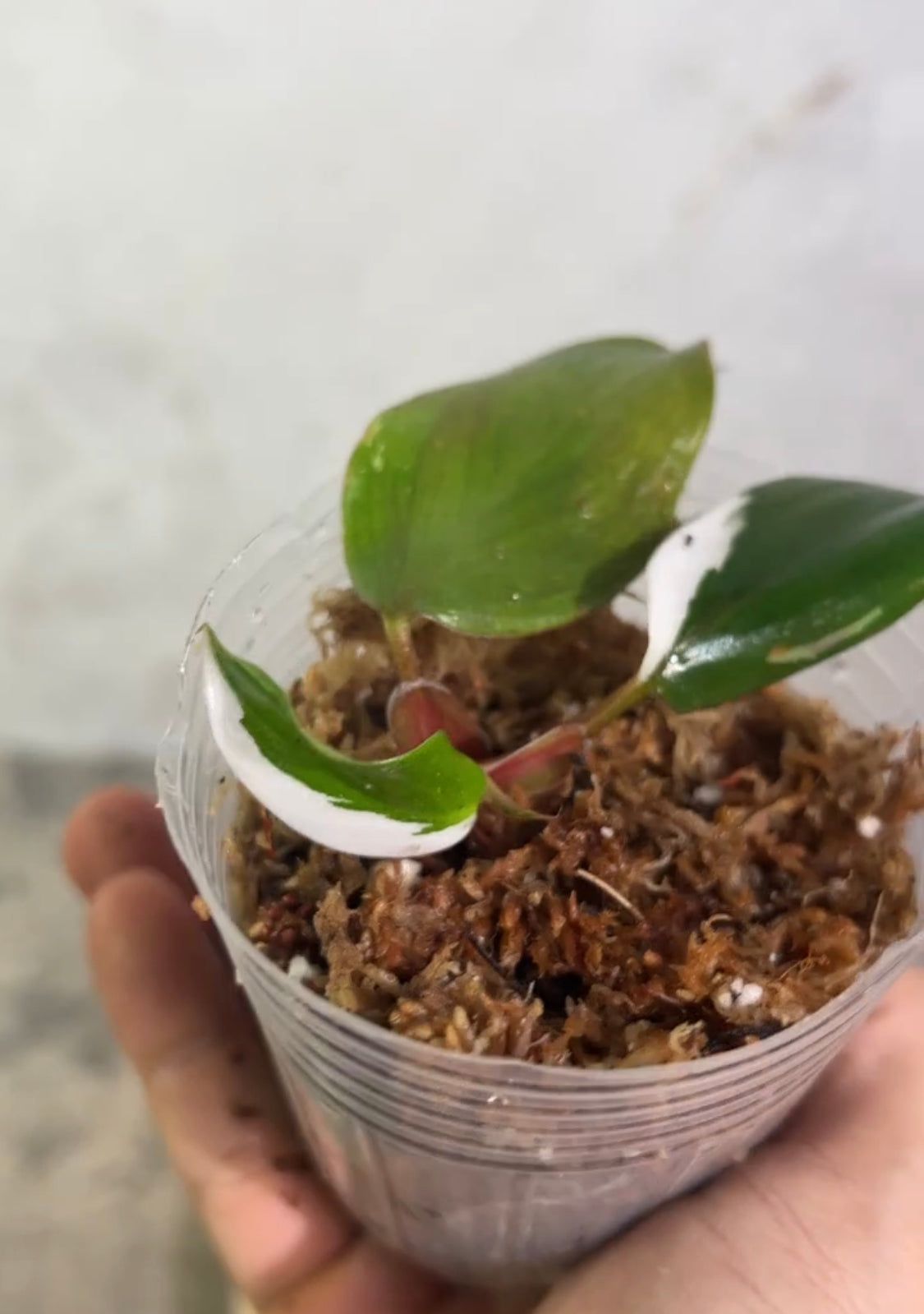 Philodendron white knight tricolor rooting