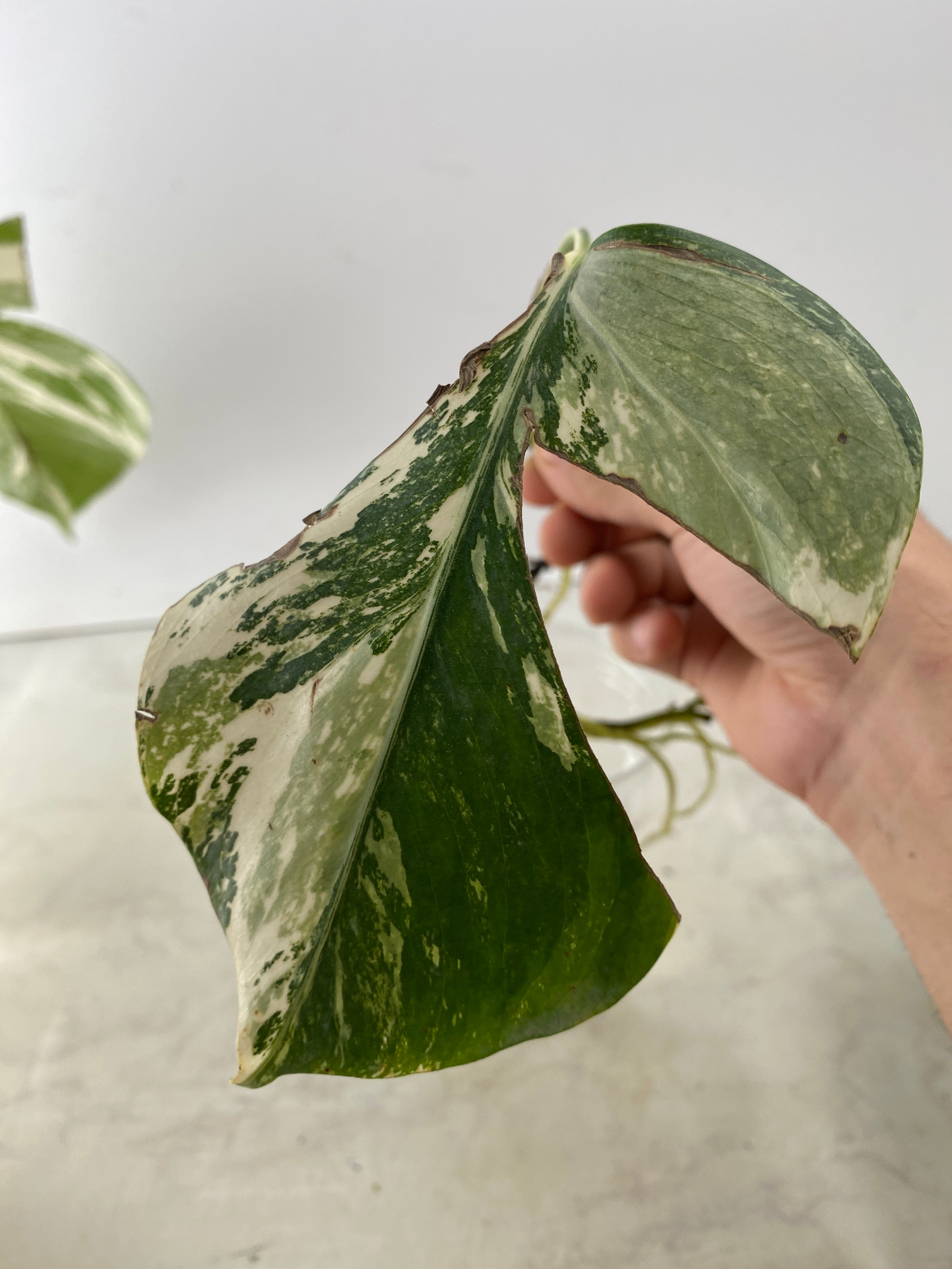 Monstera white tiger 1 leaf
