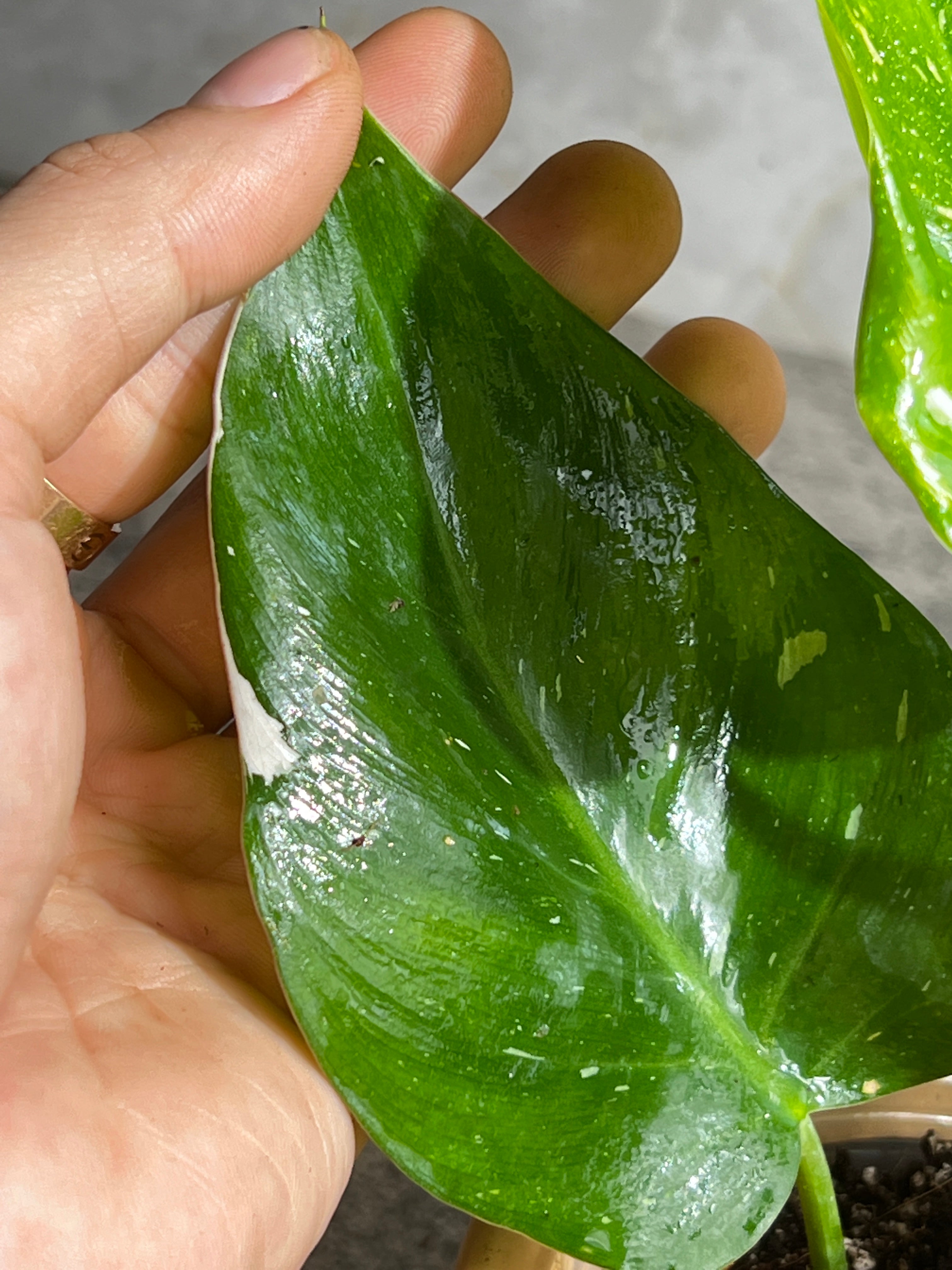 Philodendron white princess rooted 5 leaves 1 sprout highly Variegated