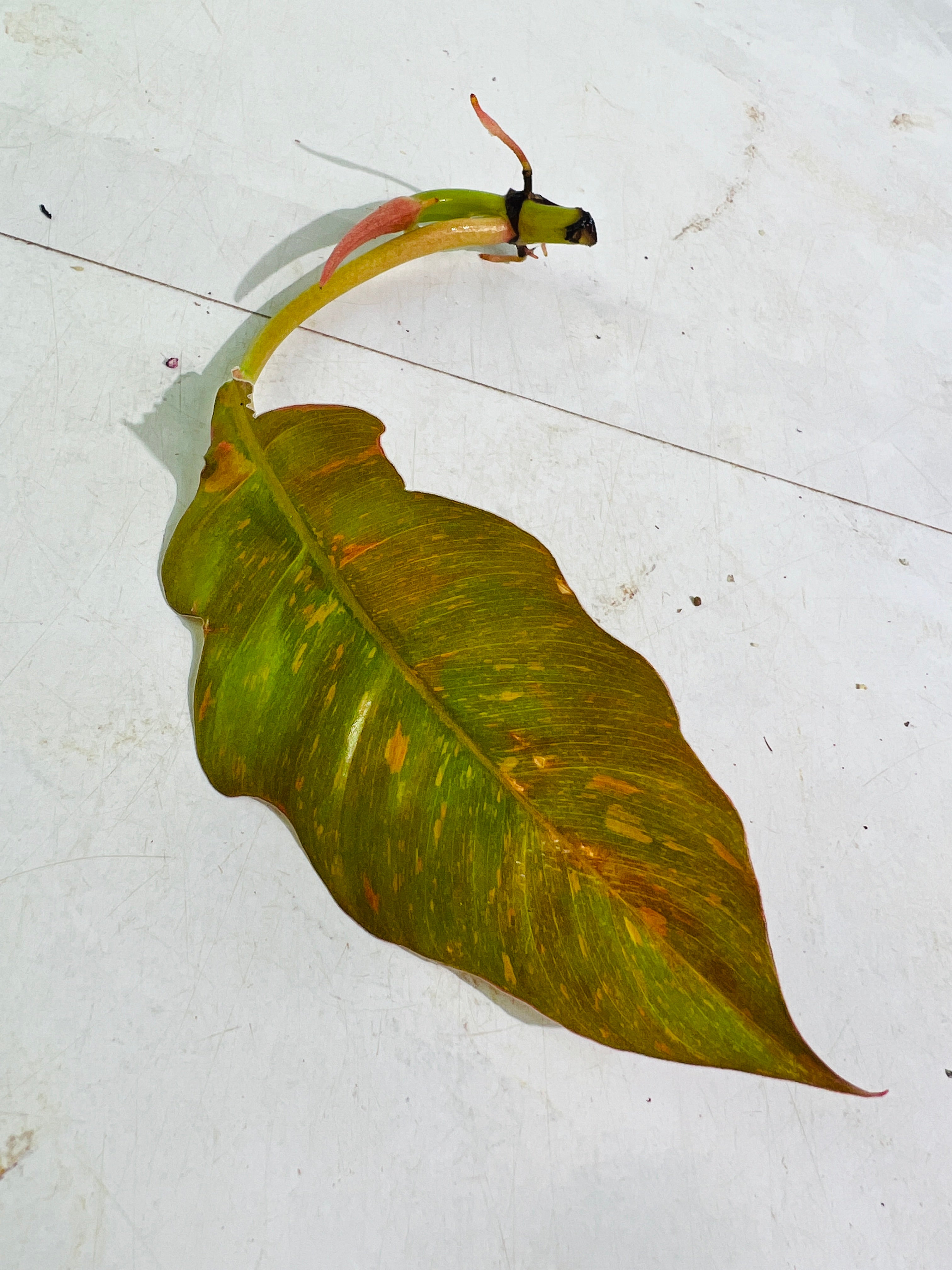 Philodendron ring of fire rooting top cutting 1 leaf 1 sprout
