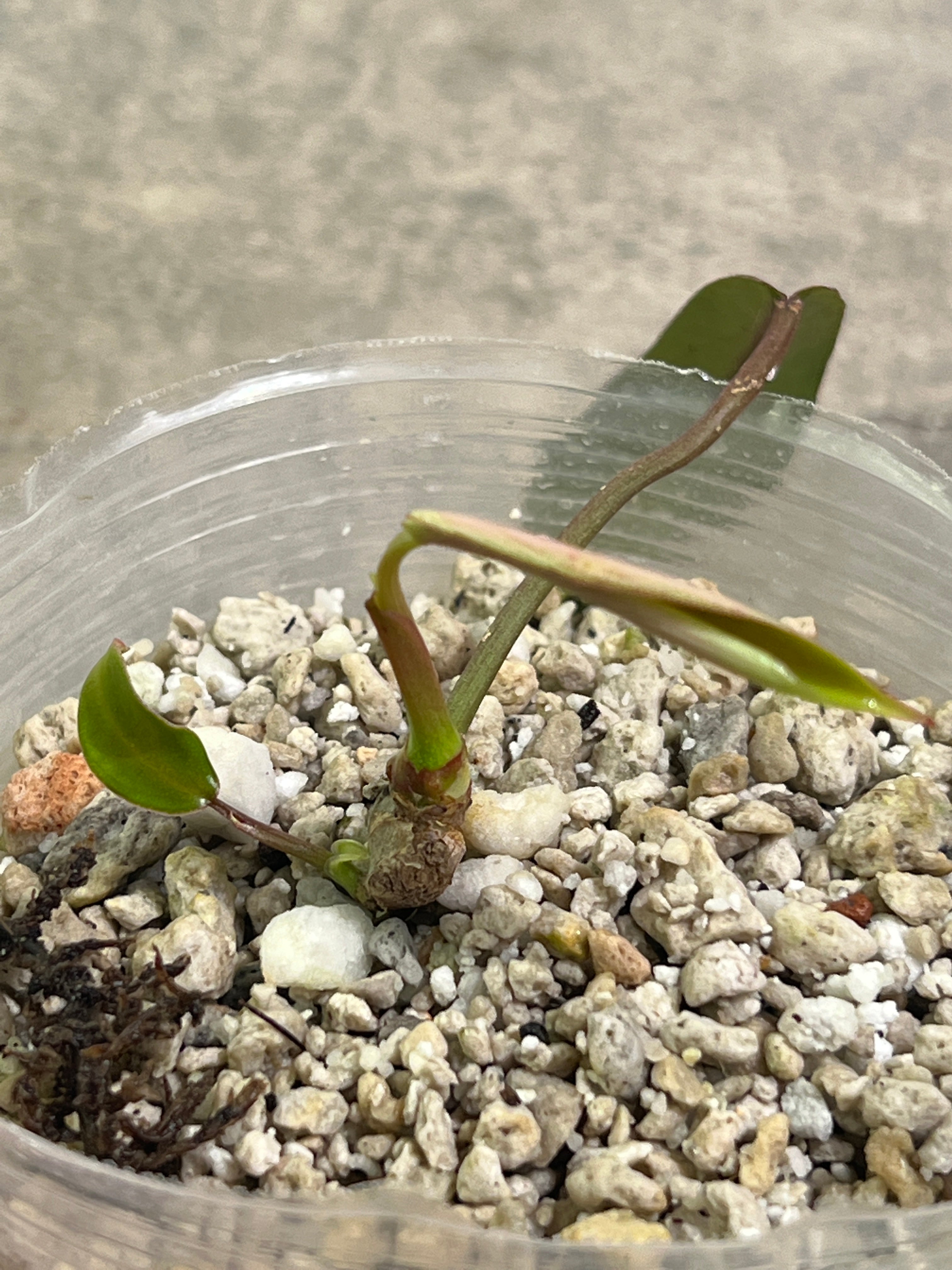 Philodendron joepii