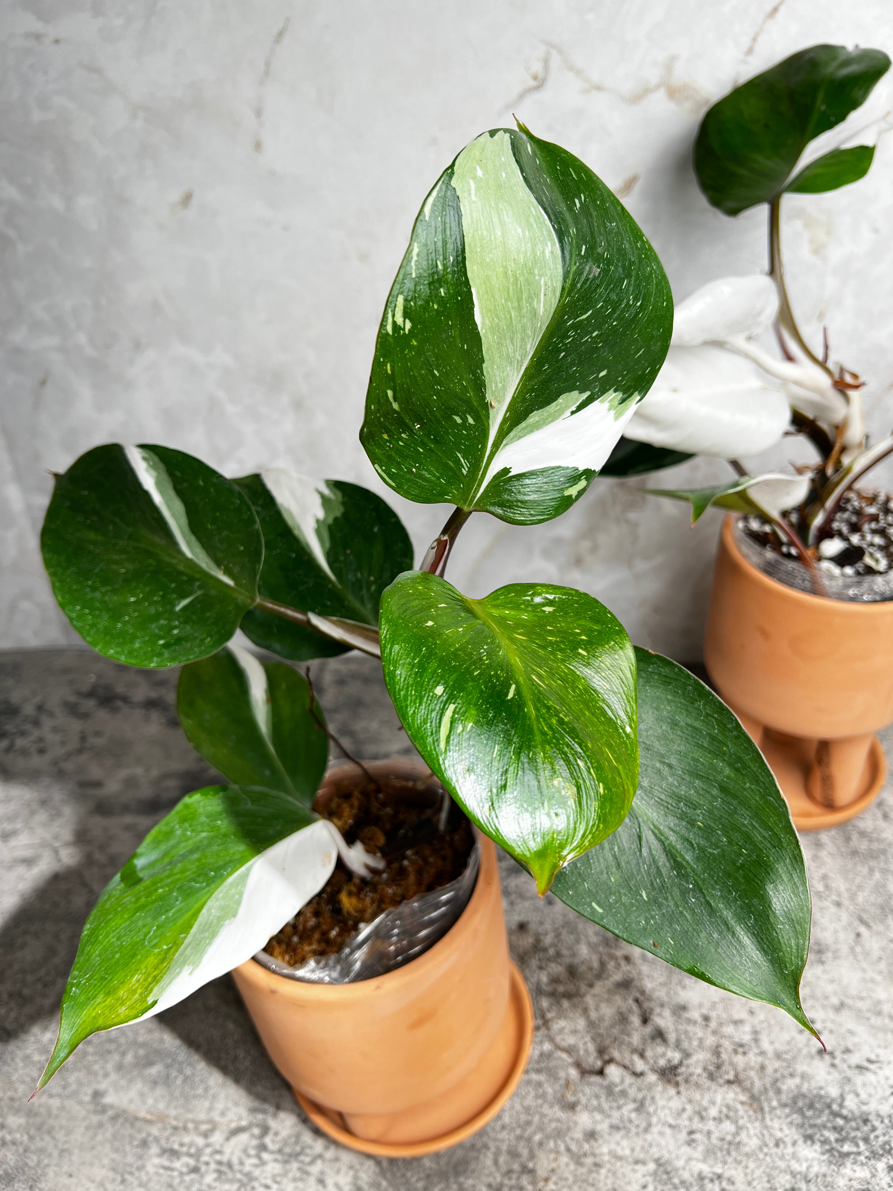 Philodendron white knight slightly rooted 1 leaf highly Variegated