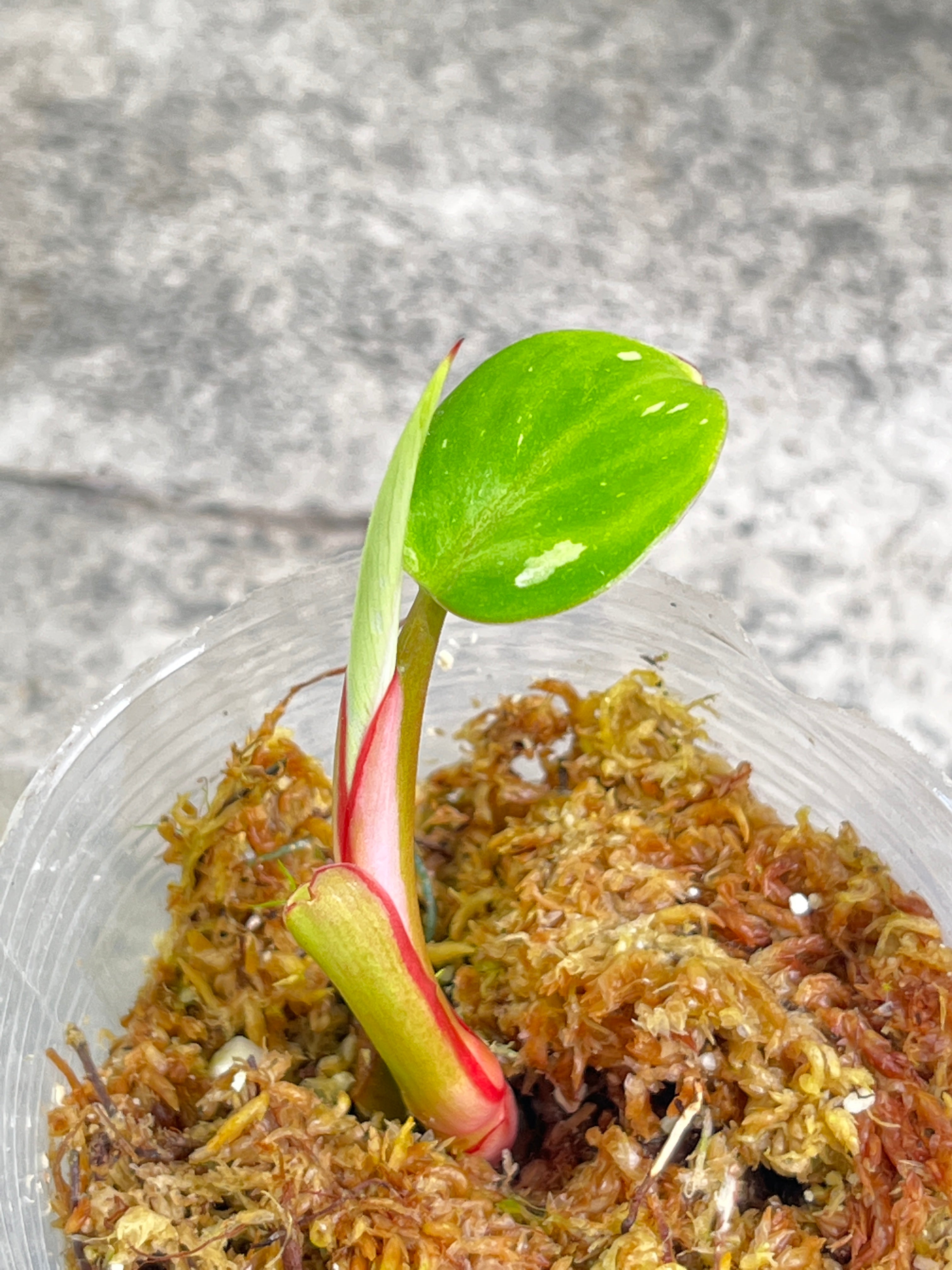 Philodendron white princess rooted 1 leaf 1 sprout