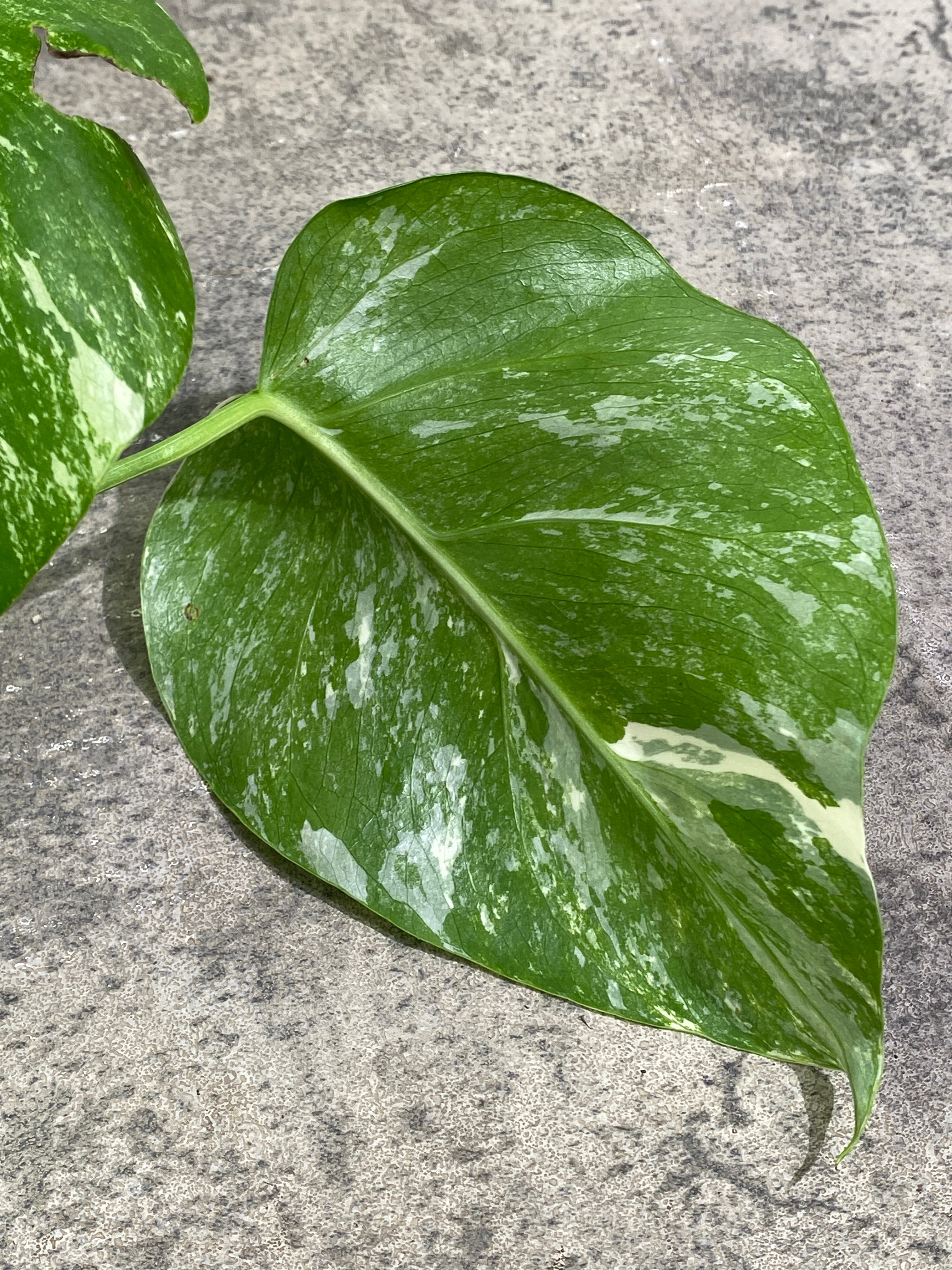 Monstera Albo 3 leaves rooting