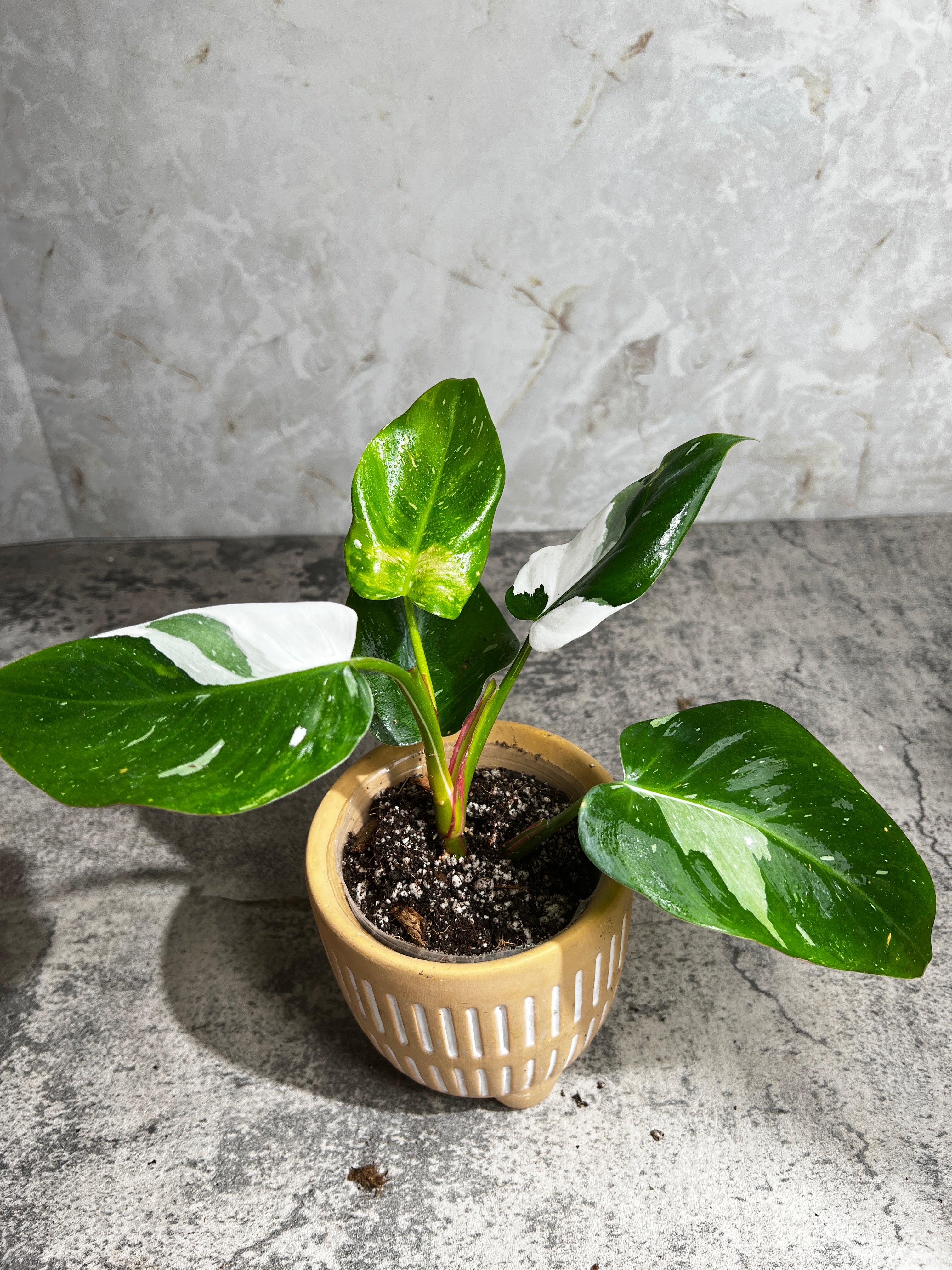 Philodendron white princess rooted 5 leaves 1 sprout highly Variegated