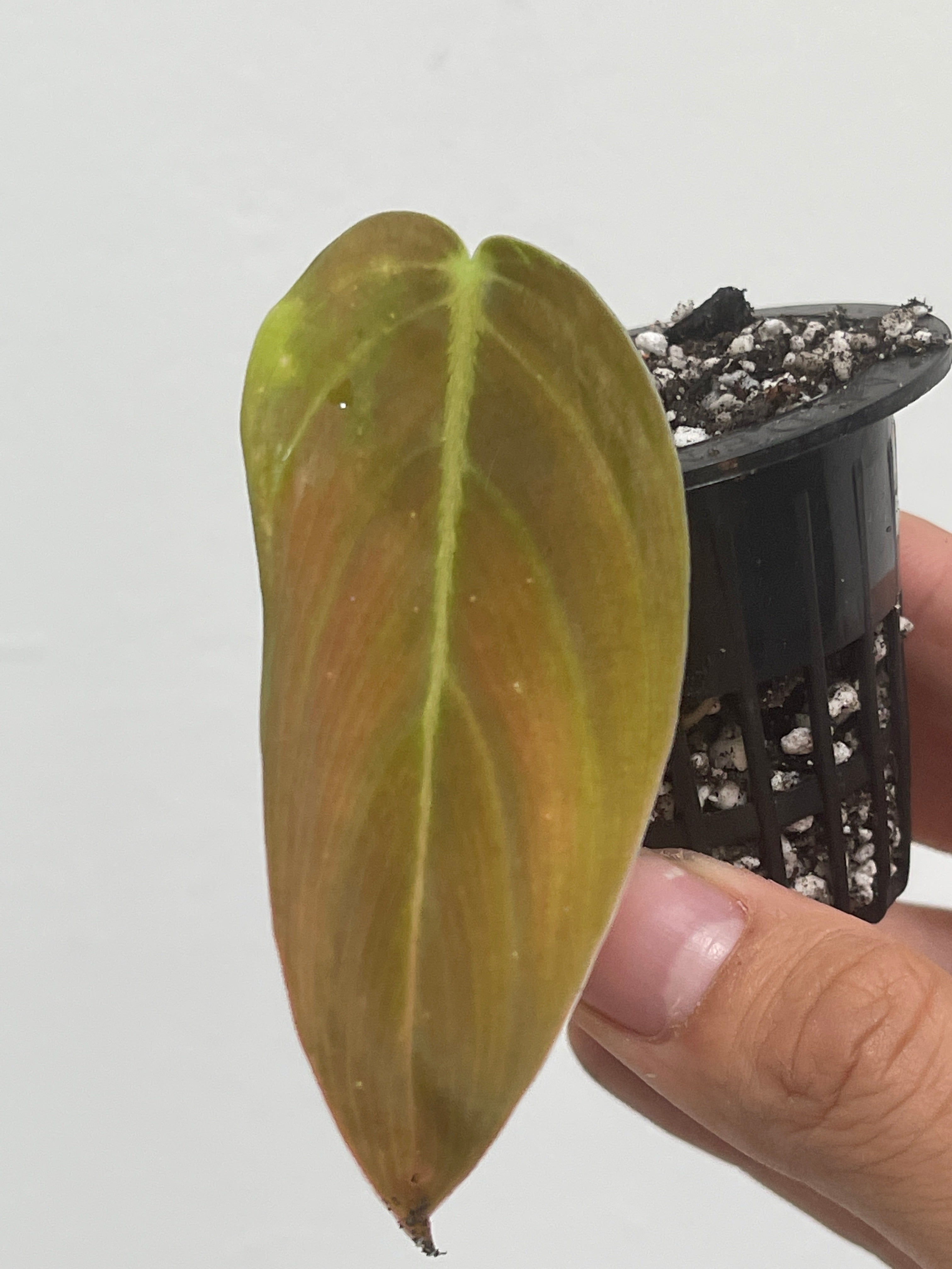 Philodendron Gigas slightly rooted