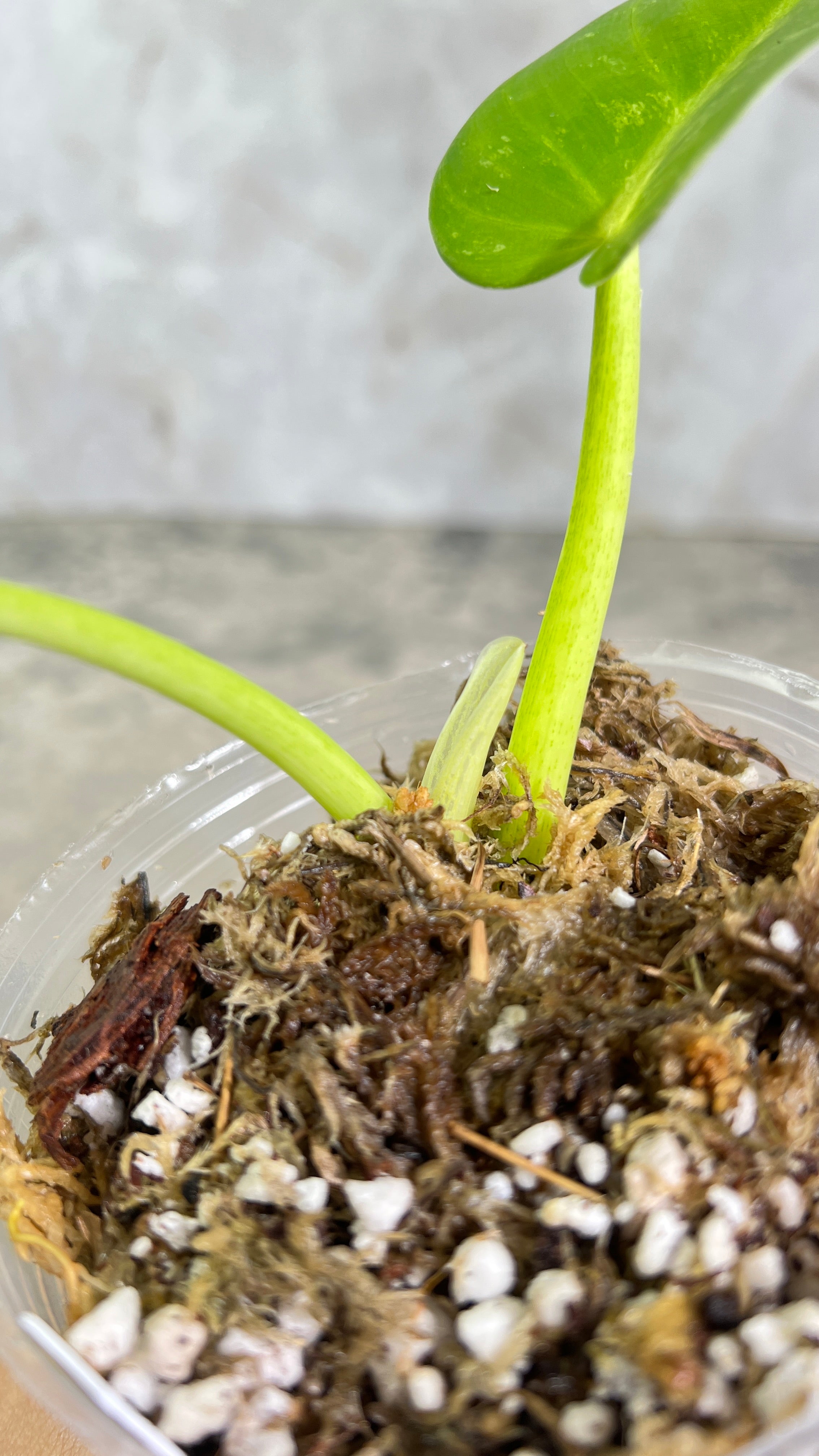 Philodendron giganteum blizzard rooted 2 leaves 1 sprout top cutting