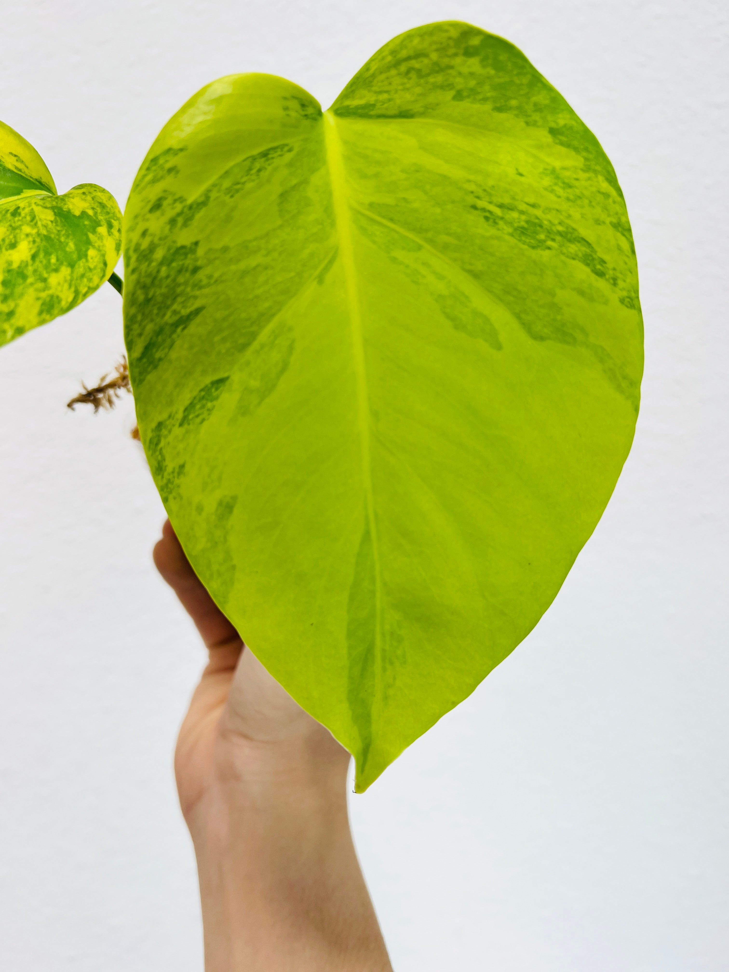 Monstera Aurea (Yellow variegated) small form rooting 2 leaves top cutting highly Variegated