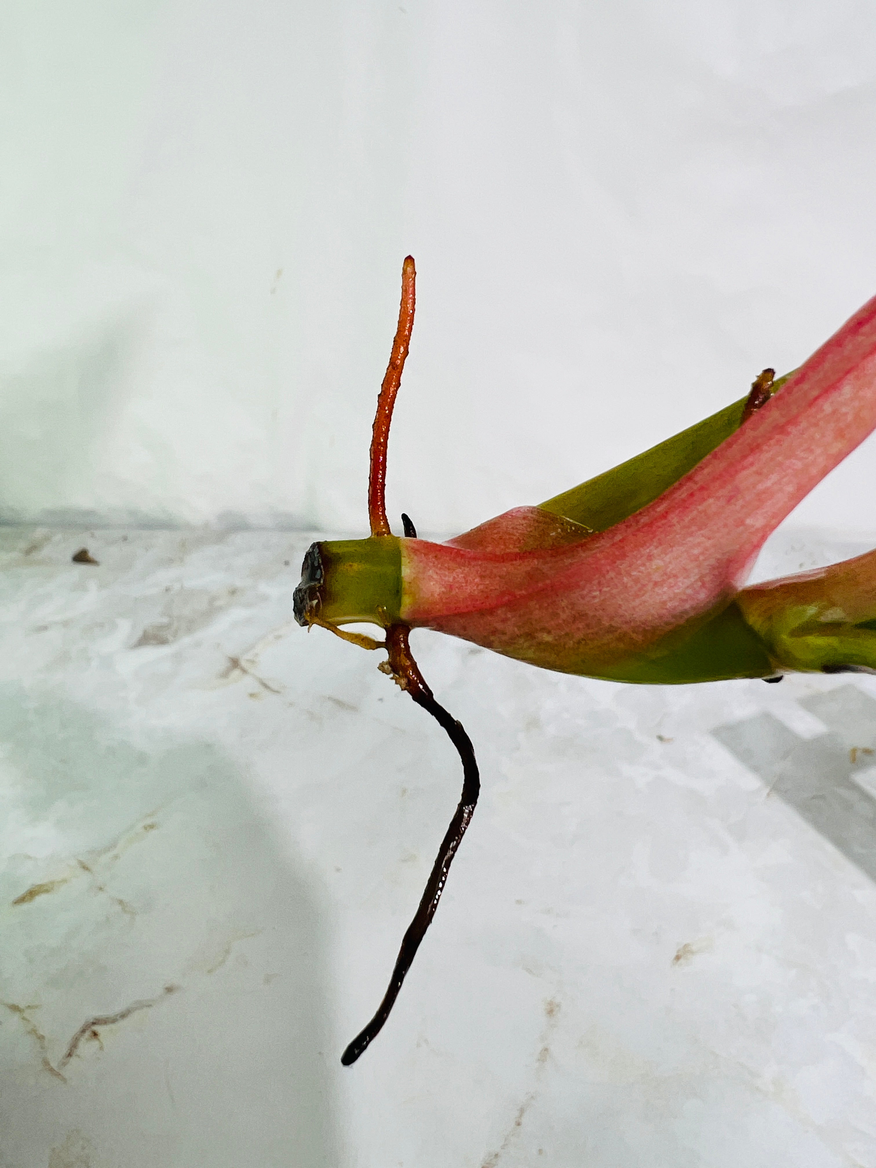 DO NOT BUY Philodendron ring of fire rooting top cutting 2 leaves 1 sprout