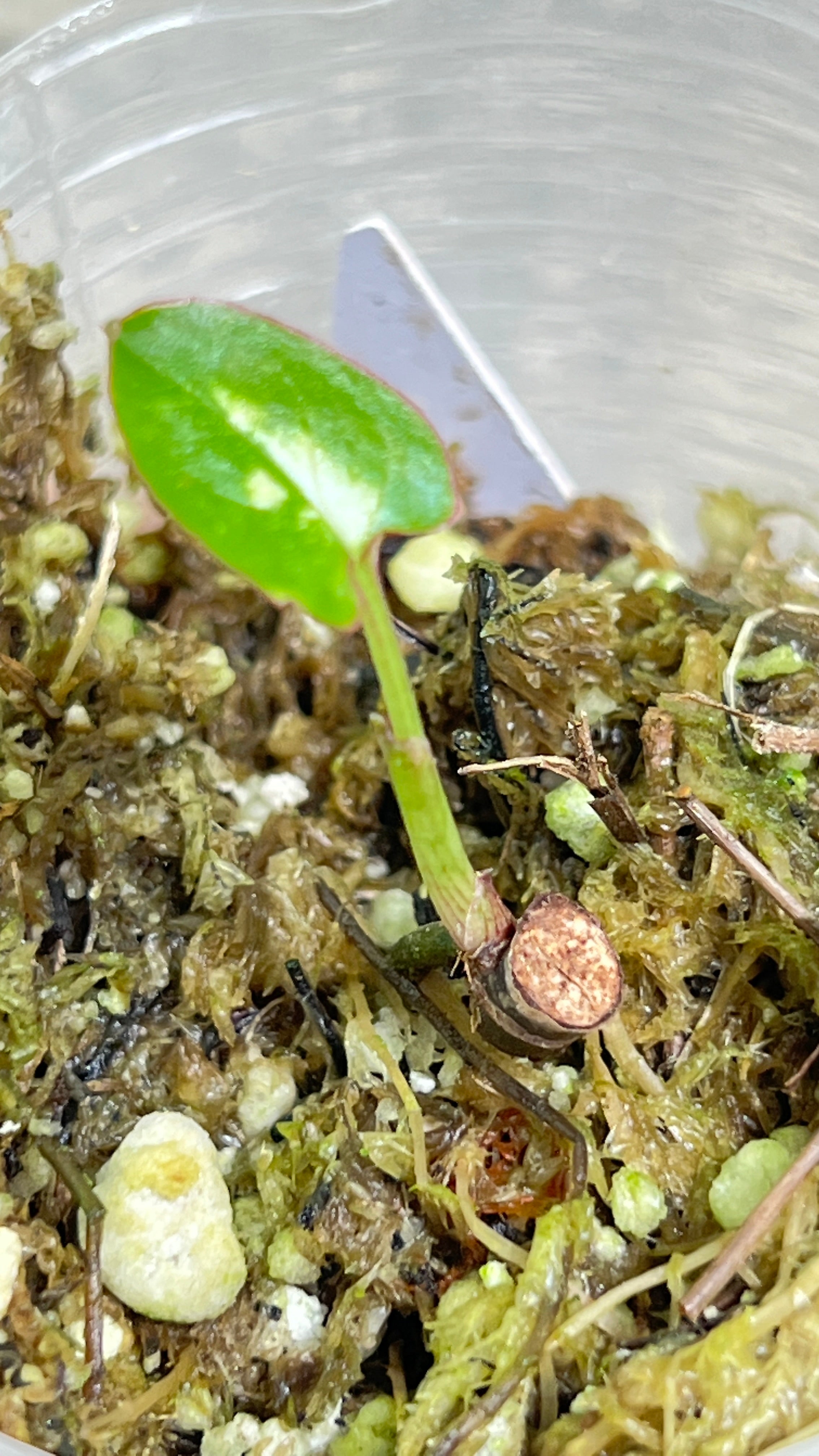 Syngonium red spot tricolor rooted 1 leaf