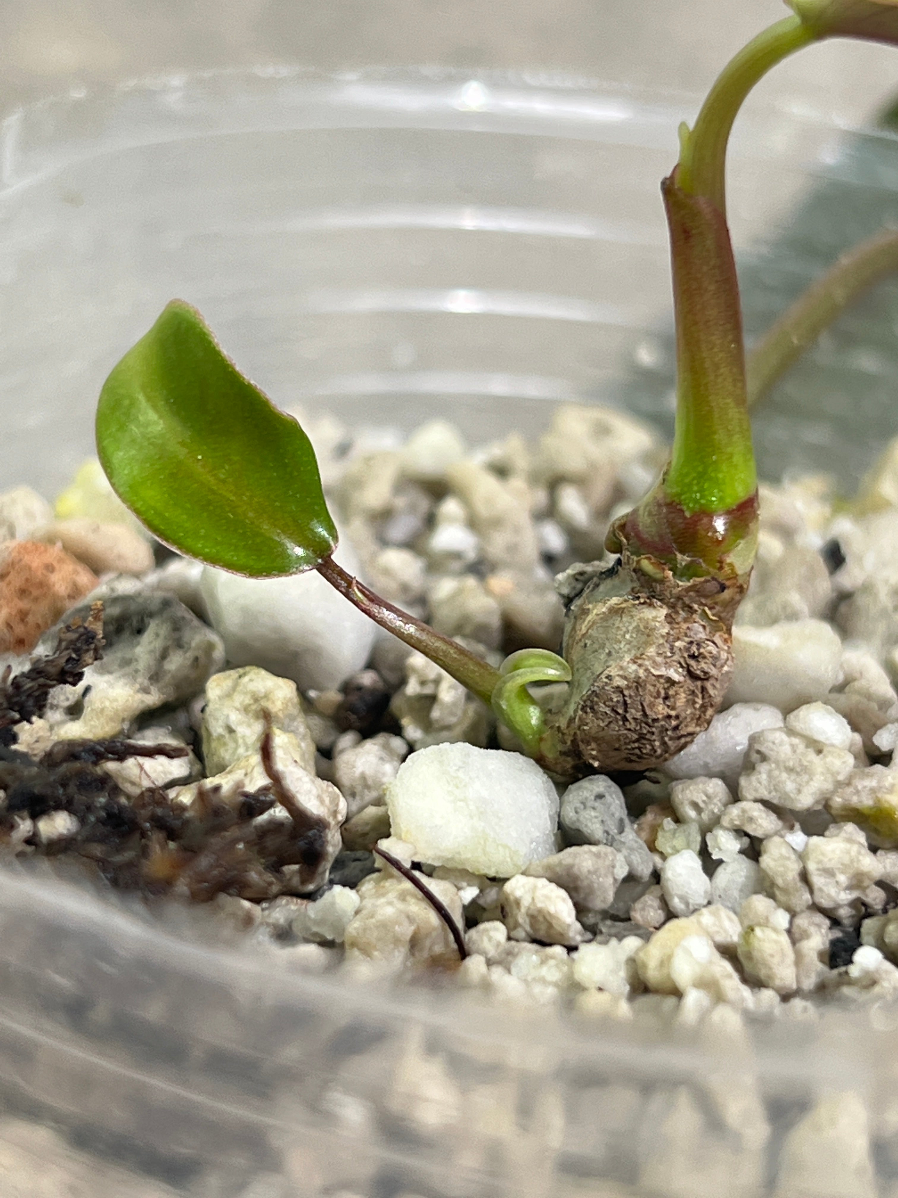 Philodendron joepii