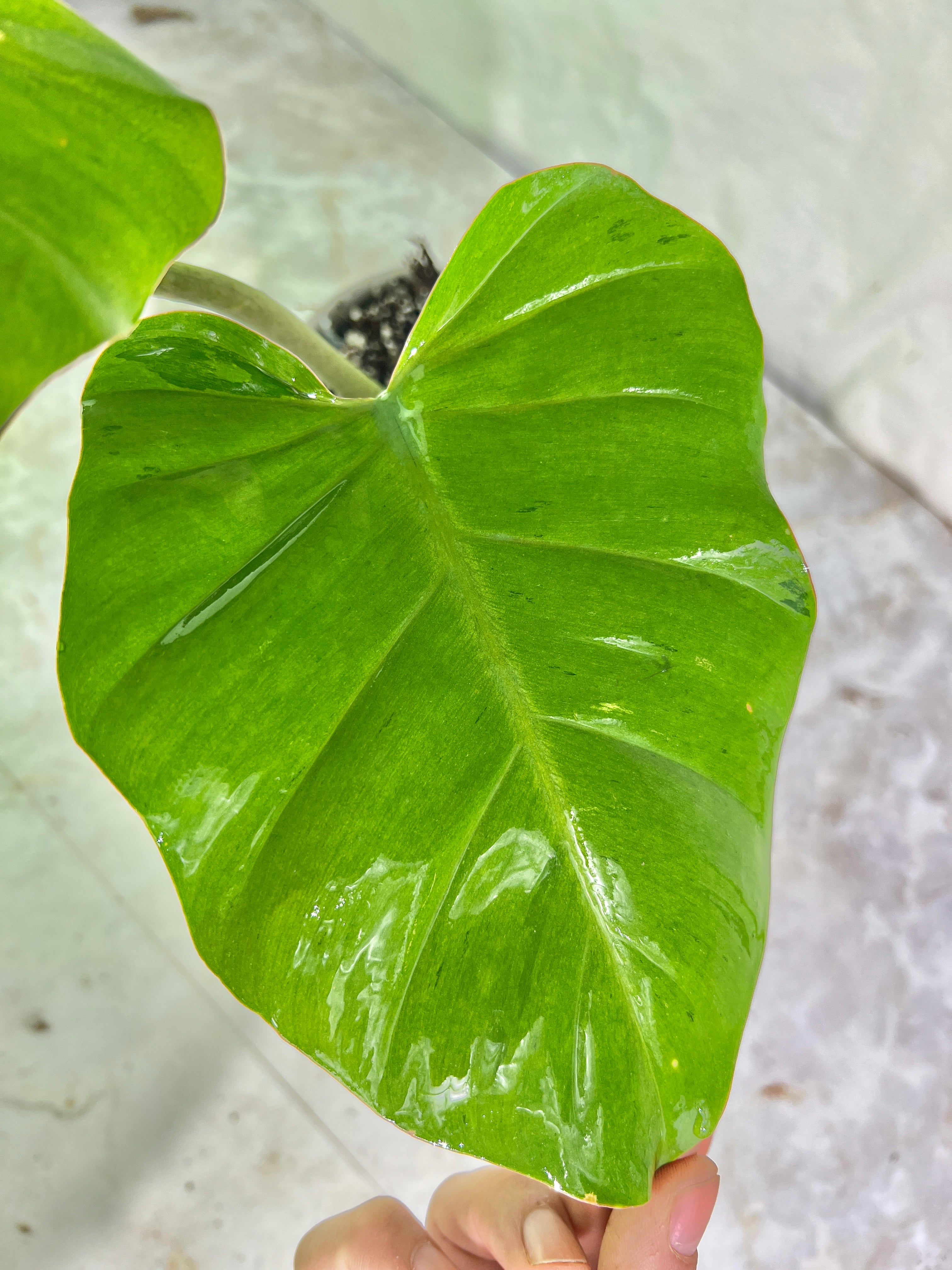 Philodendron snowdrifts rooting in soil 2 huge leaves (10” long)