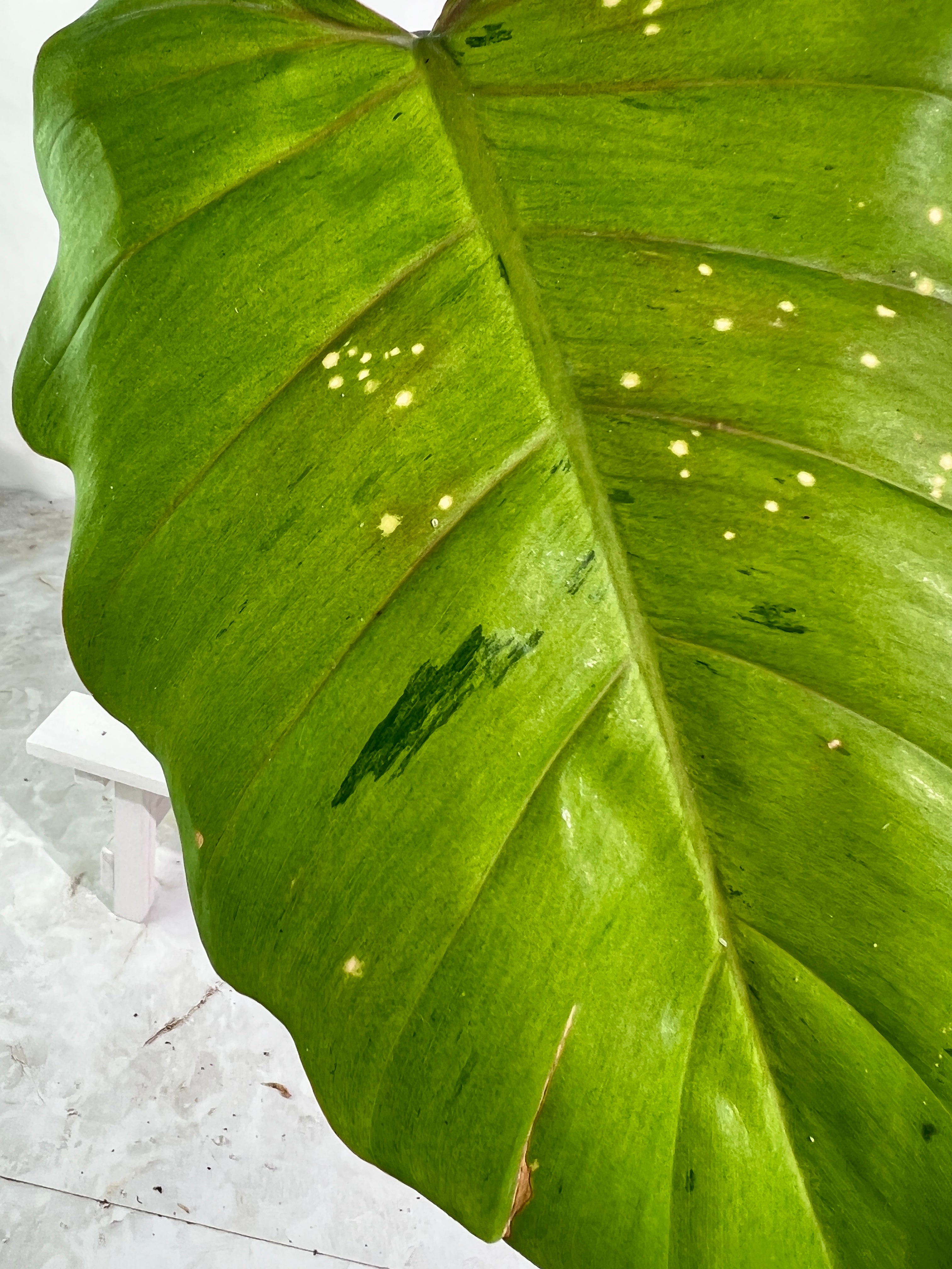 Philodendron snowdrifts rooting 1 leaf 9” long