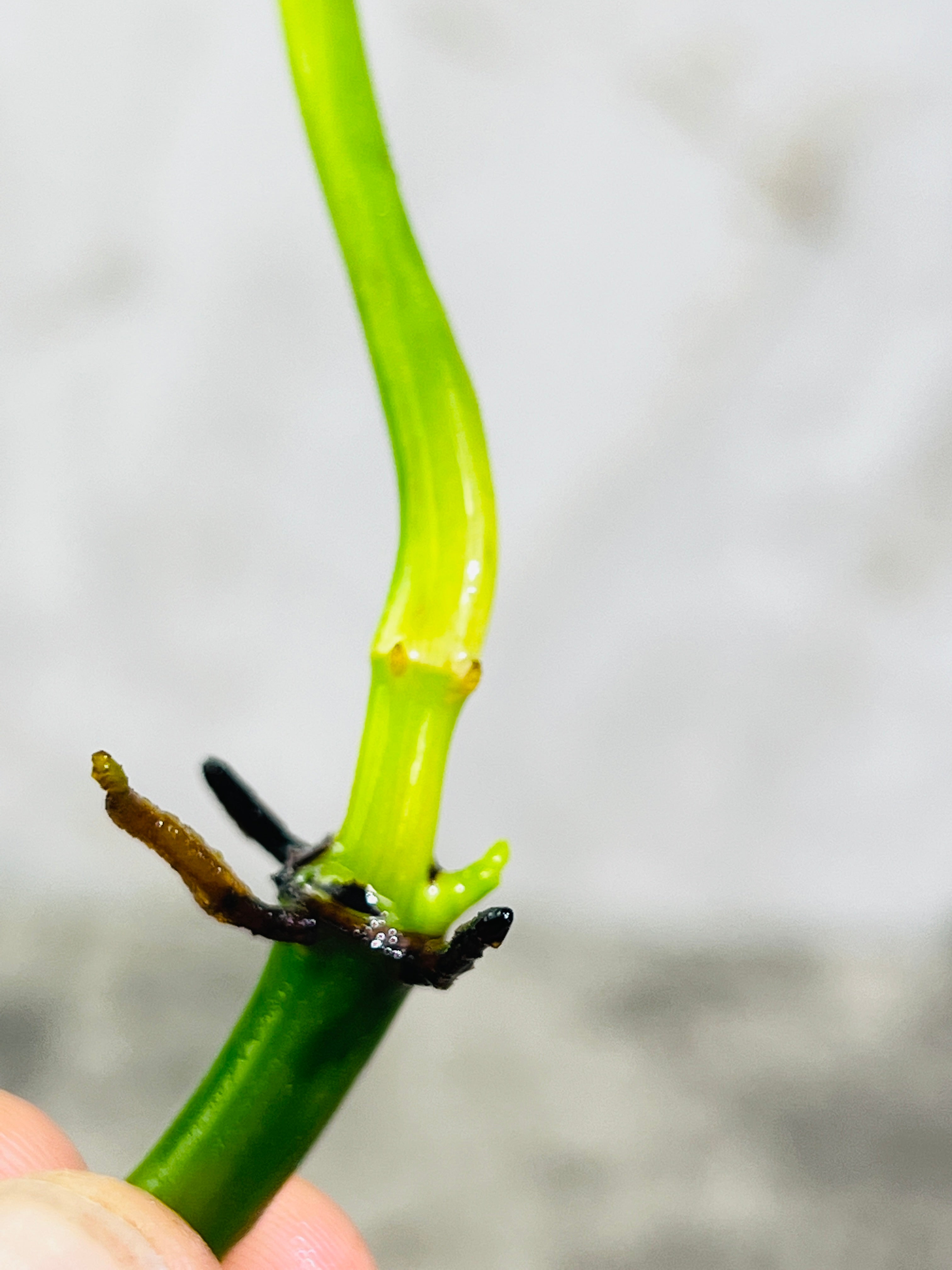 Philodendron Felix 1 leaf 2 sprouts top cutting rooting