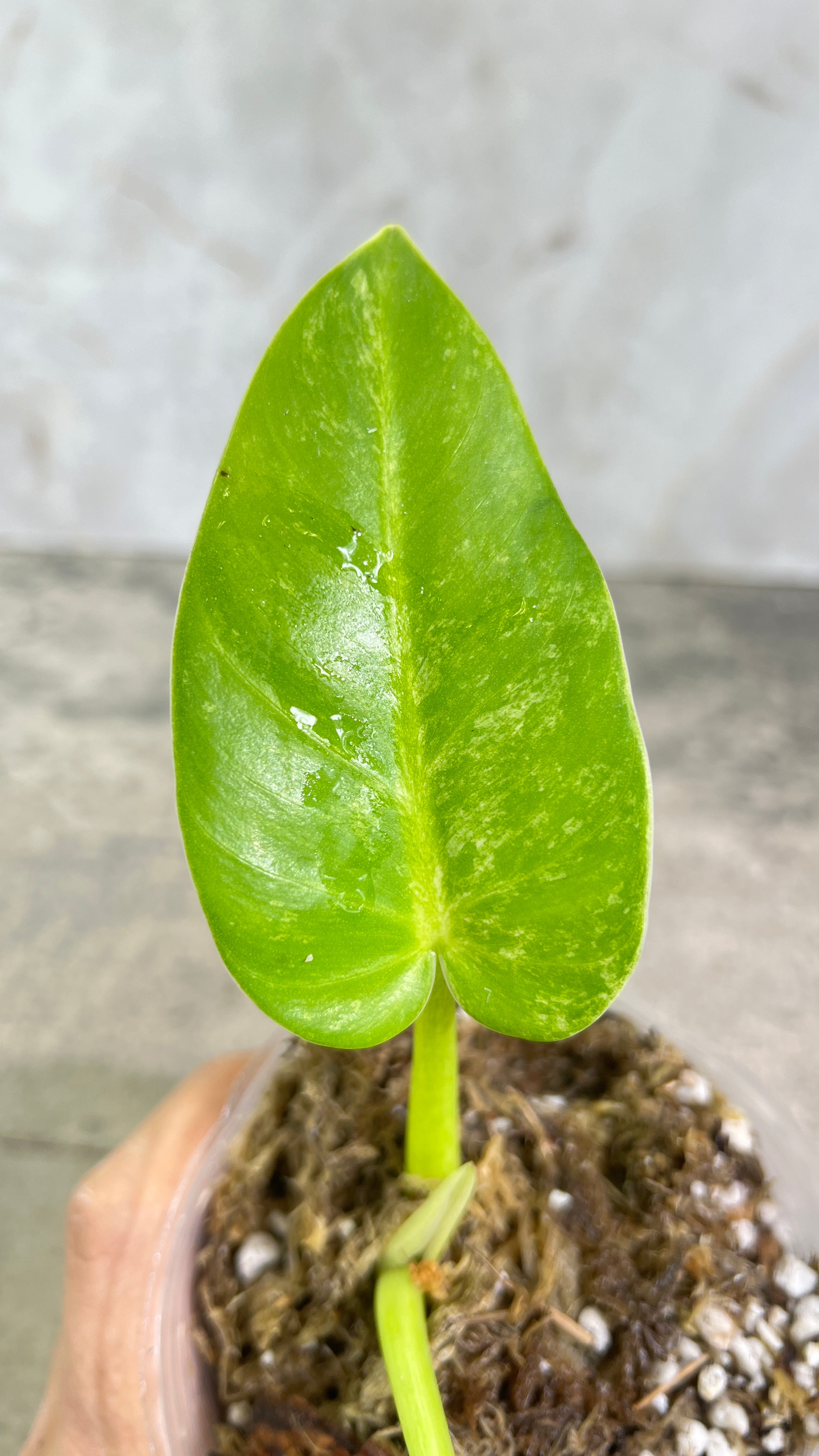 Philodendron giganteum blizzard rooted 2 leaves 1 sprout top cutting