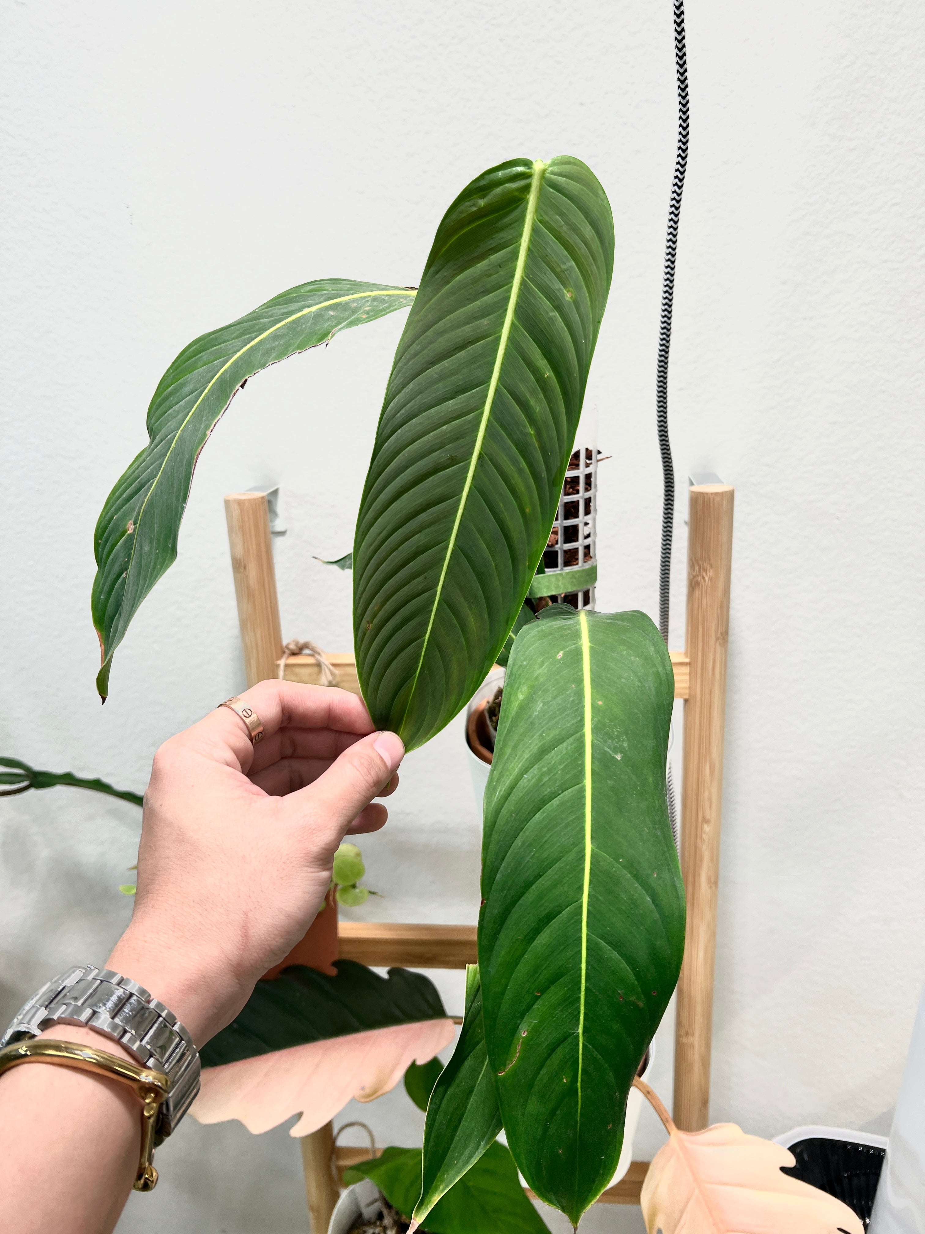 Philodendron Heterocrasoedon 1 sprout Slightly Rooted node