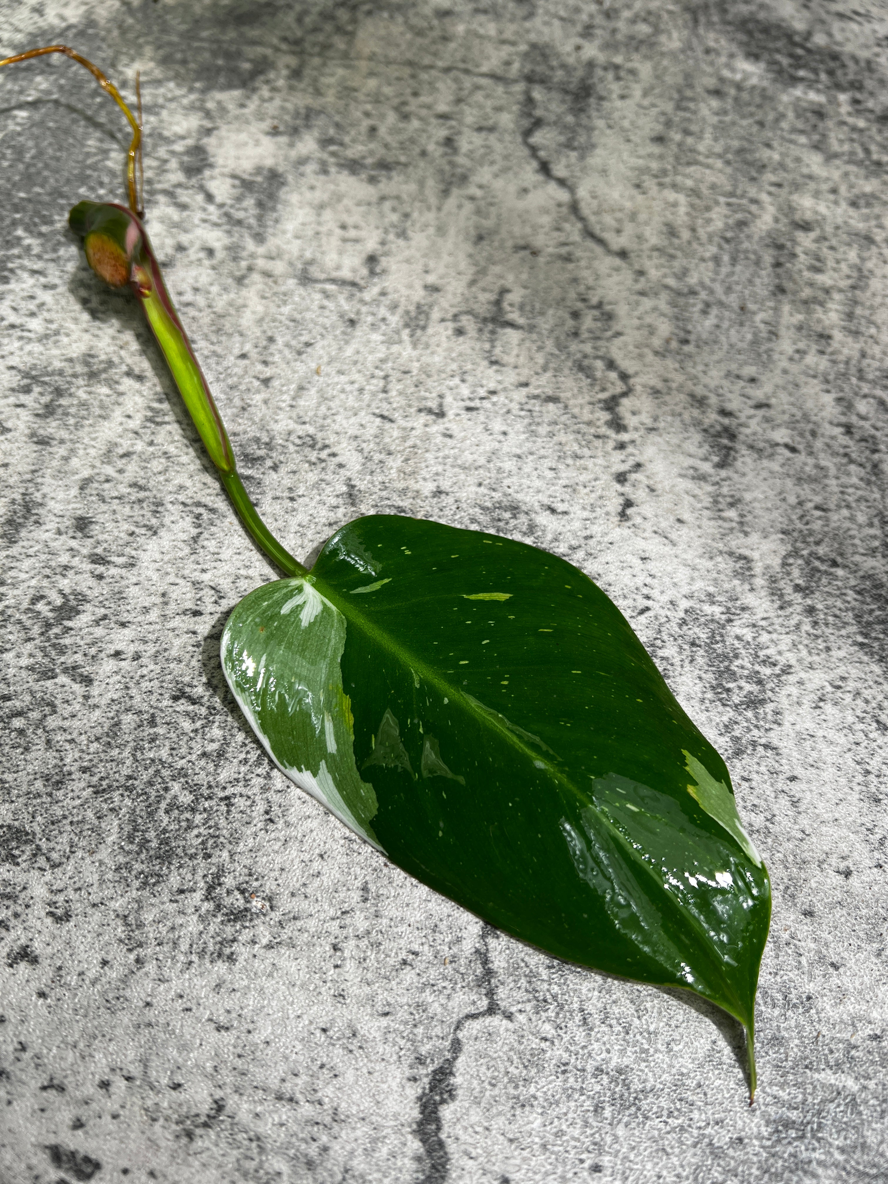 Philodendron white princess rooting 1 leaf 1 sprout from highly Variegated mother plant