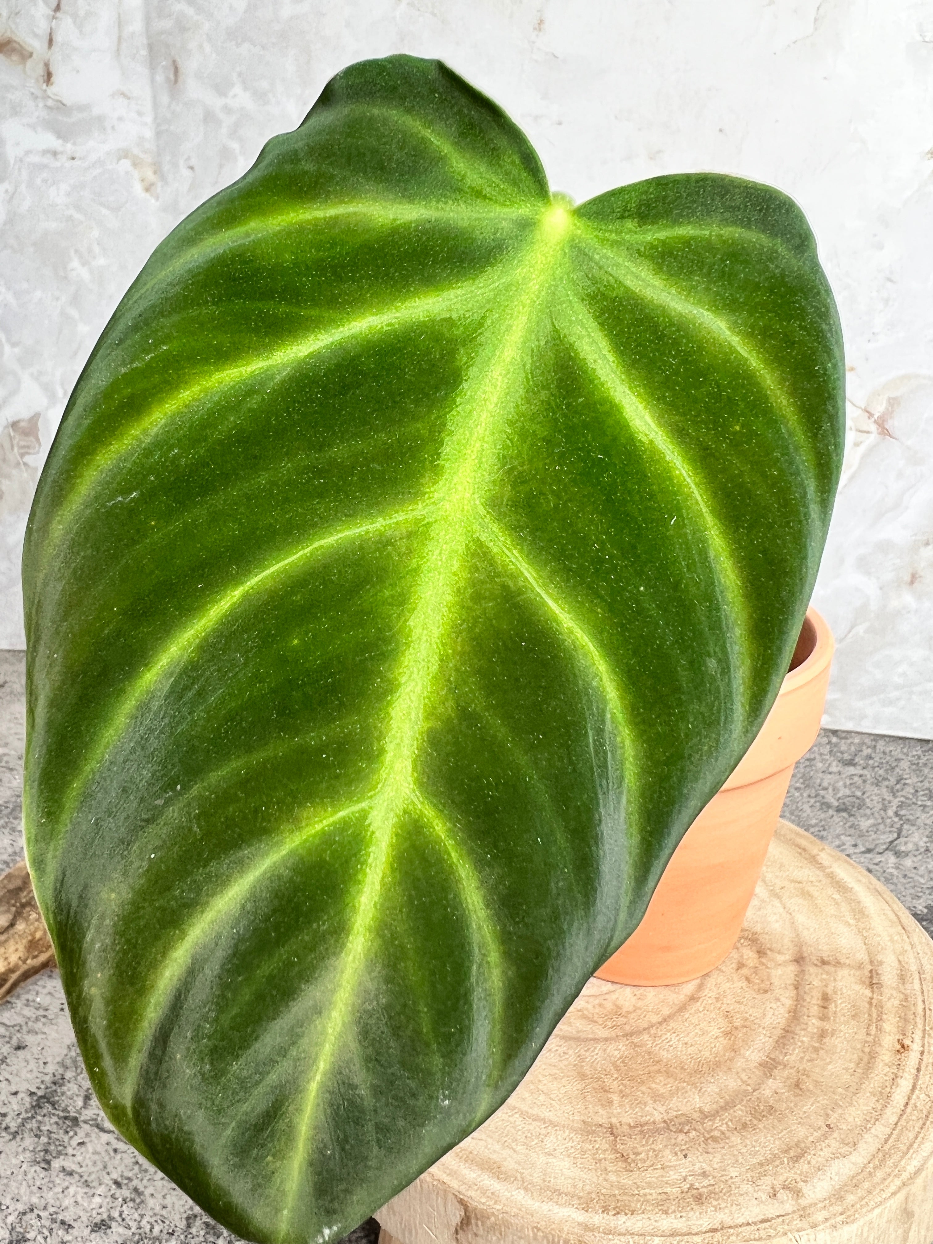 Philodendron luxurians rooted 1 leaf 1 sprout