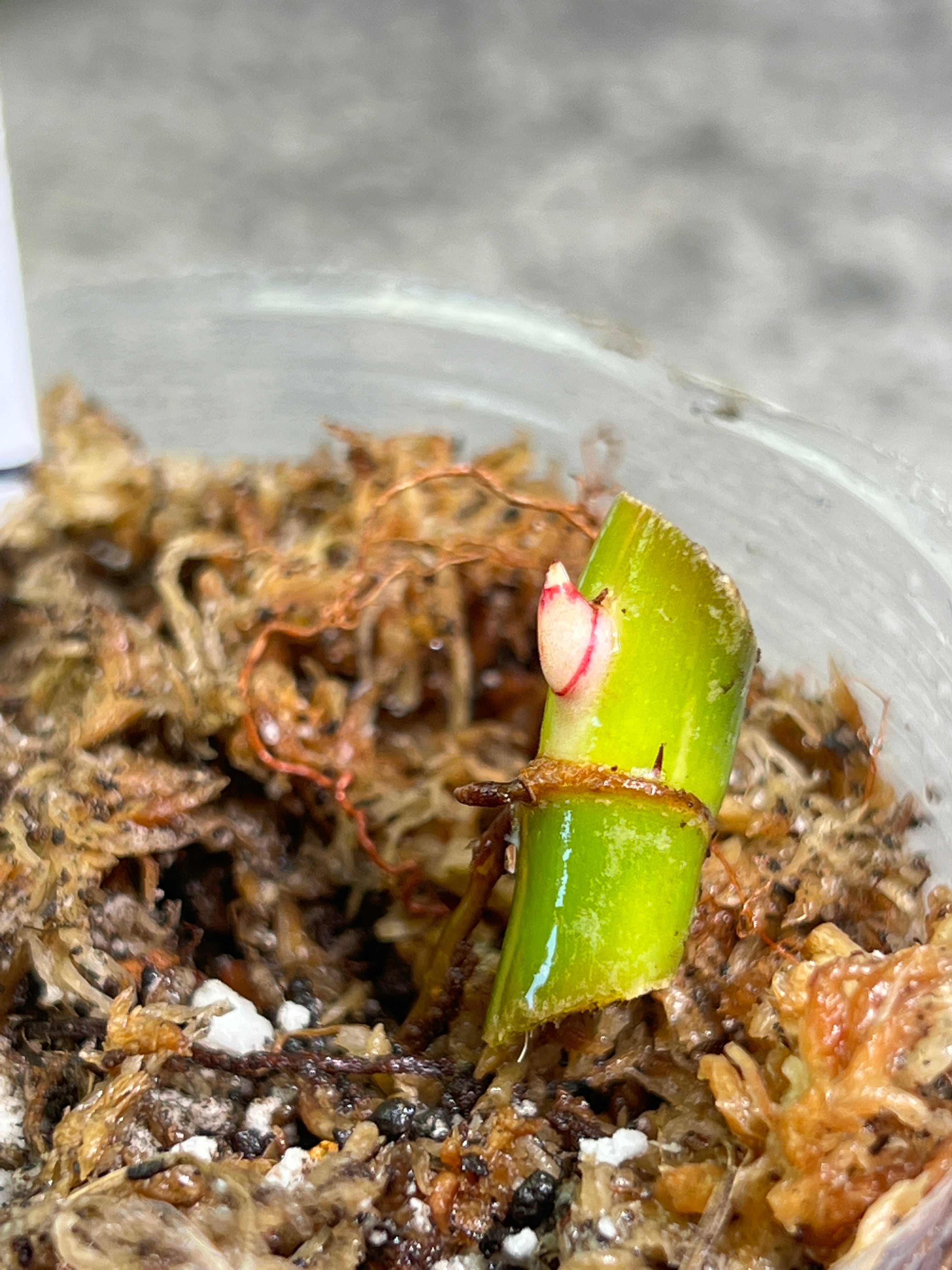 Philodendron white princess node with 1 sprout from highly Variegated mother plant rooting