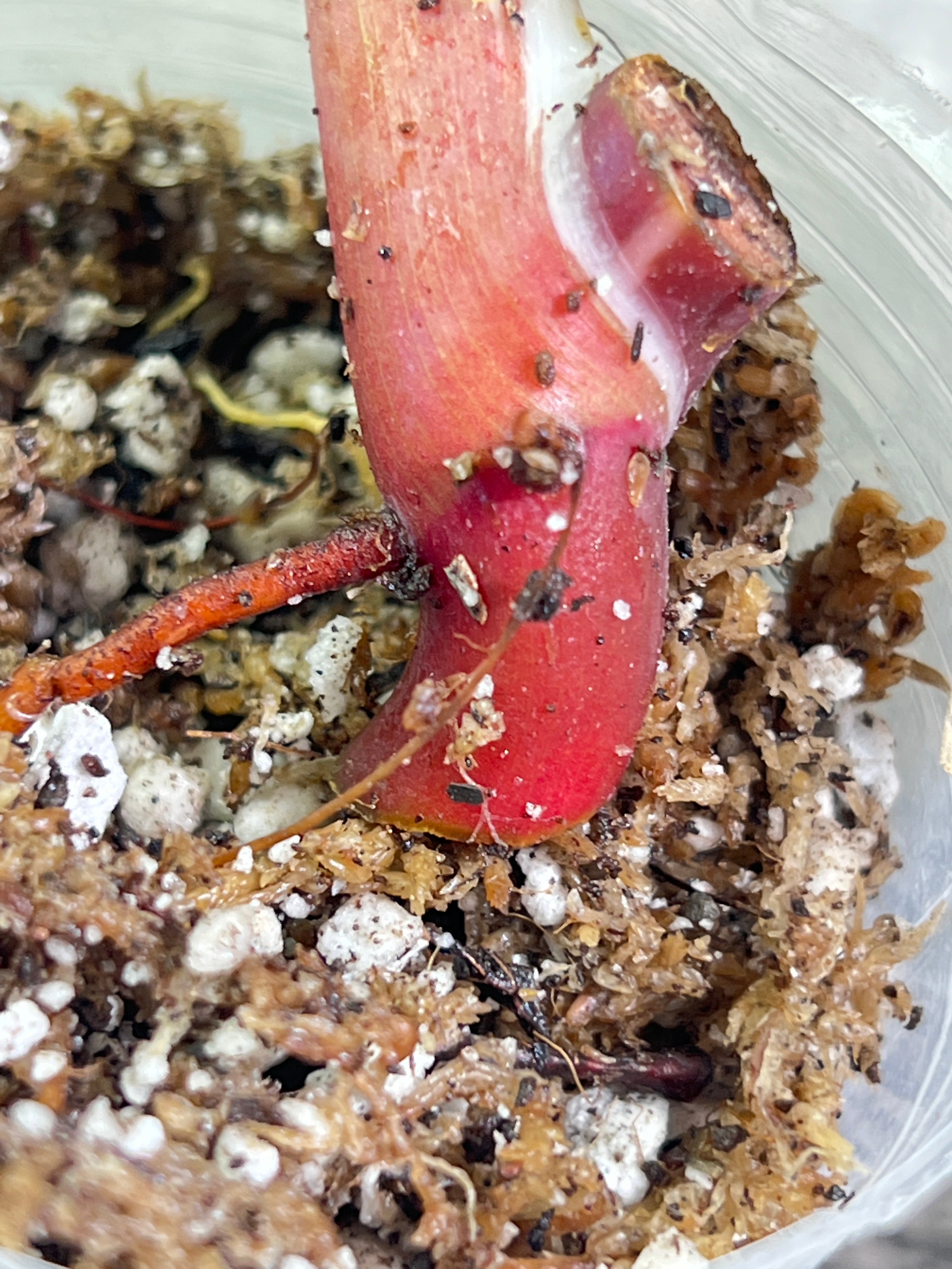 Philodendron white knight tricolor slightly rooted node