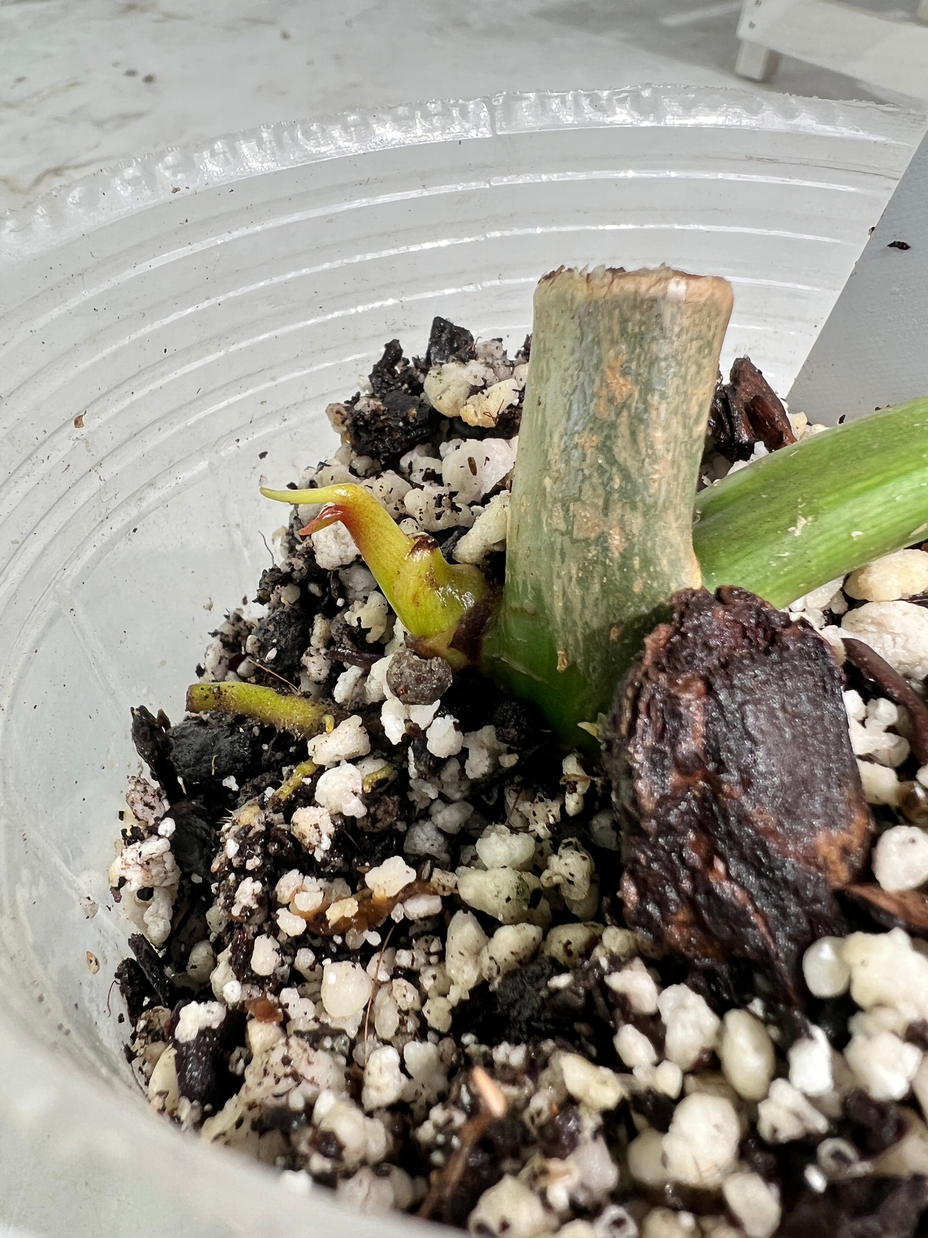 Philodendron Paraiso Verde Rooted sprout