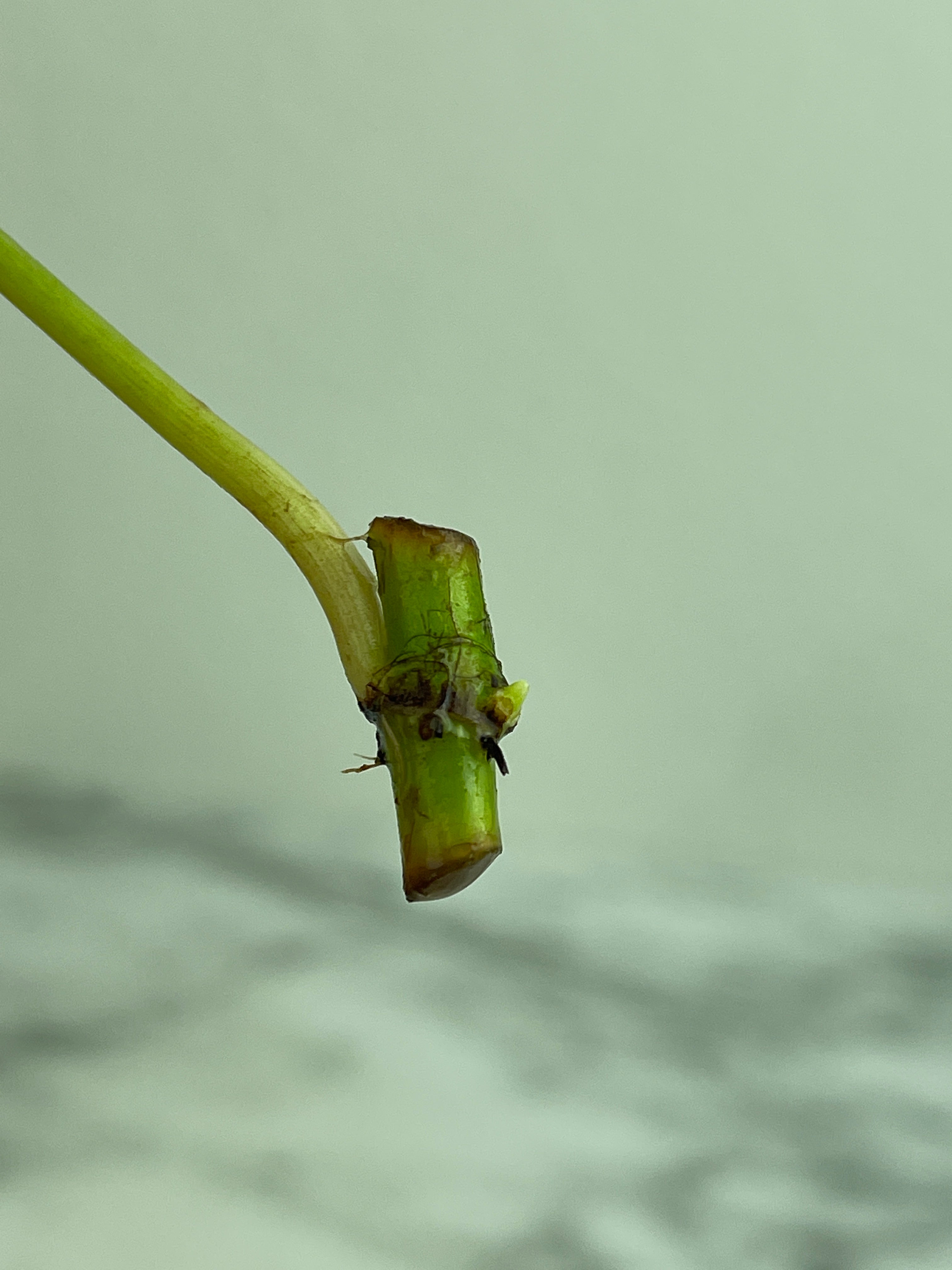 Philodendron verrucosum cobra unrooted cutting