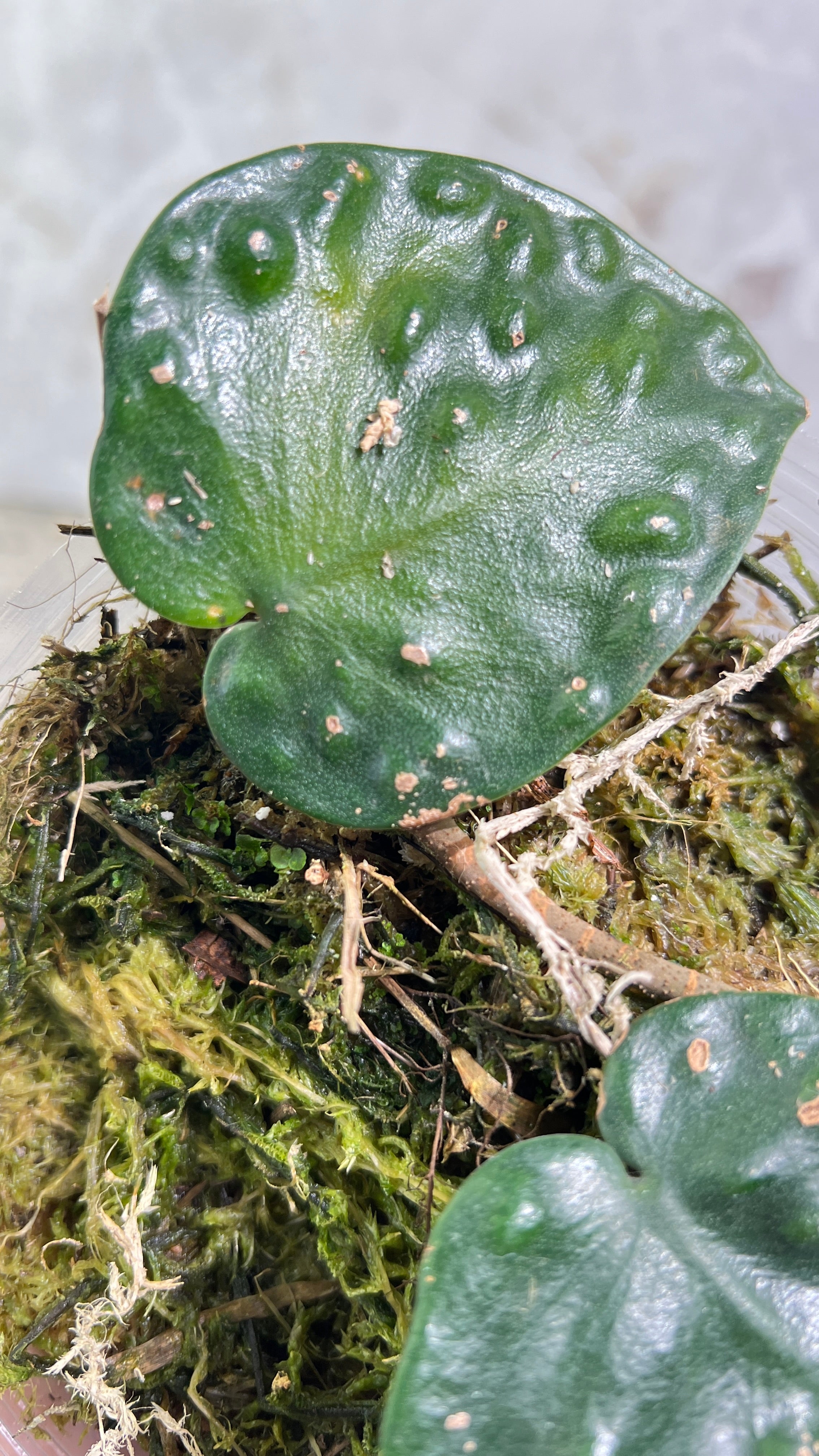 Scindapsus black mamba rooted 2 leaves 1 sprout