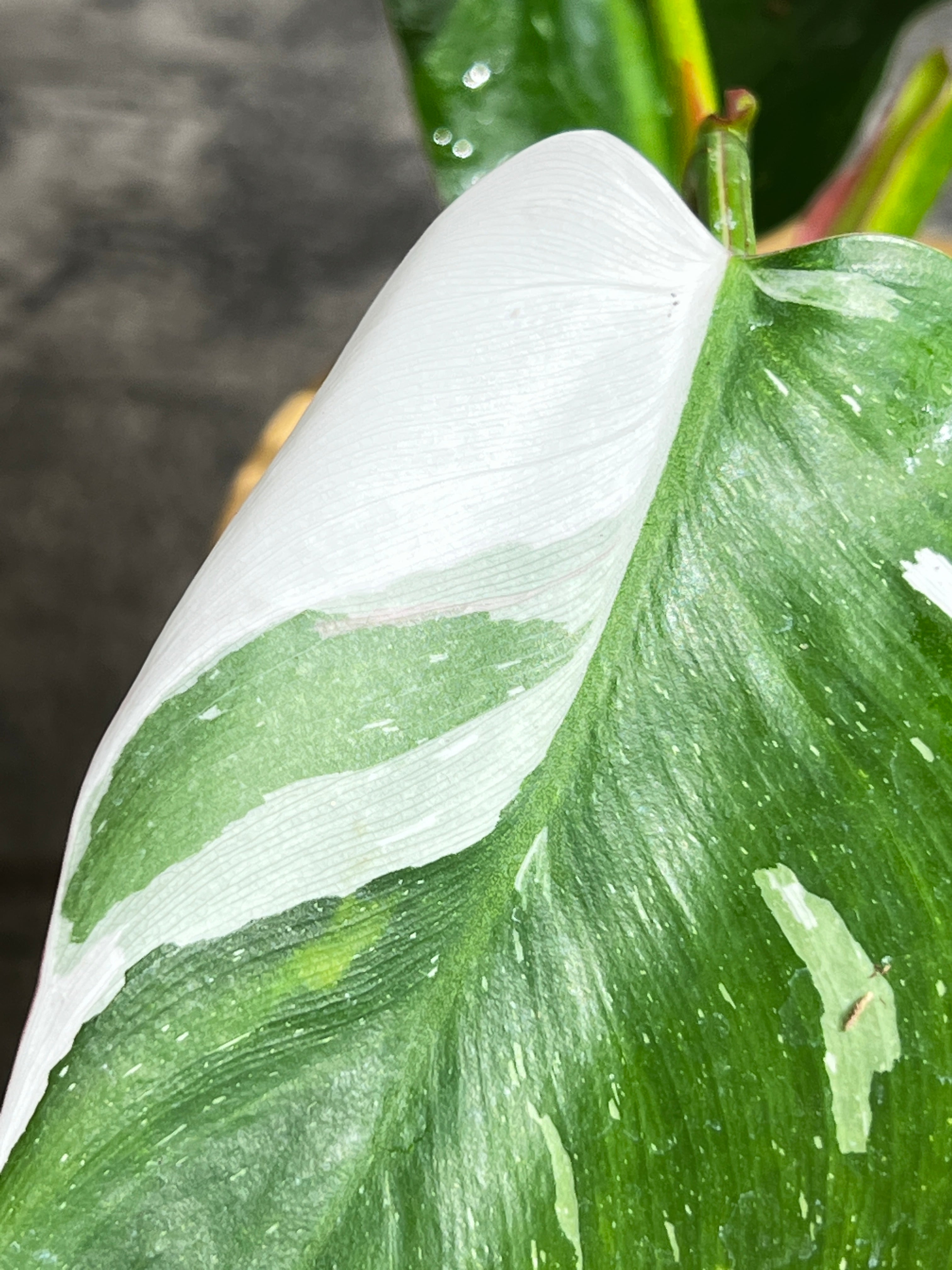 Philodendron white princess rooted 5 leaves 1 sprout highly Variegated
