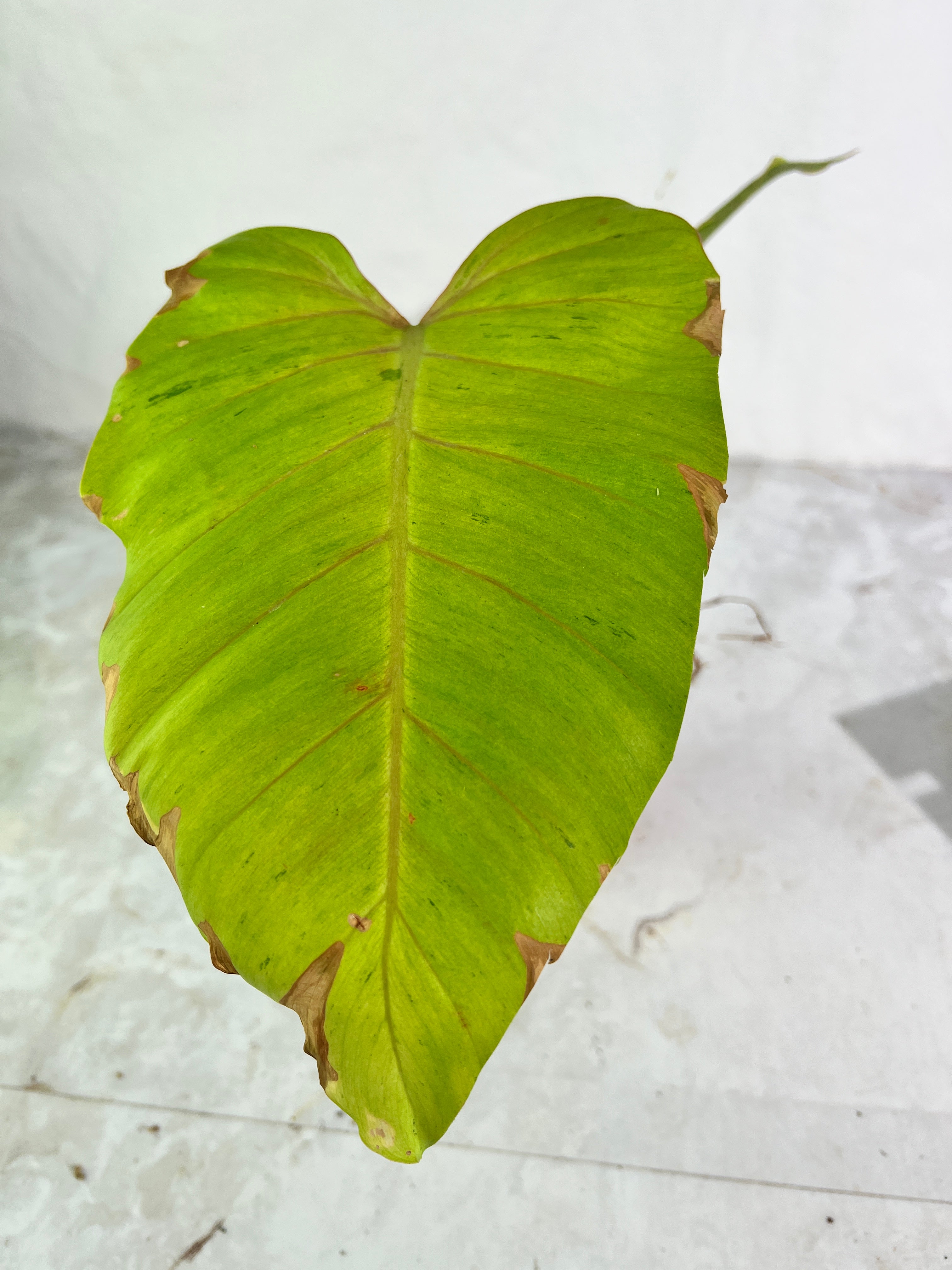 Philodendron snowdrifts rooting in soil 2 leaves (9.5” long) 1 sprout top cutting