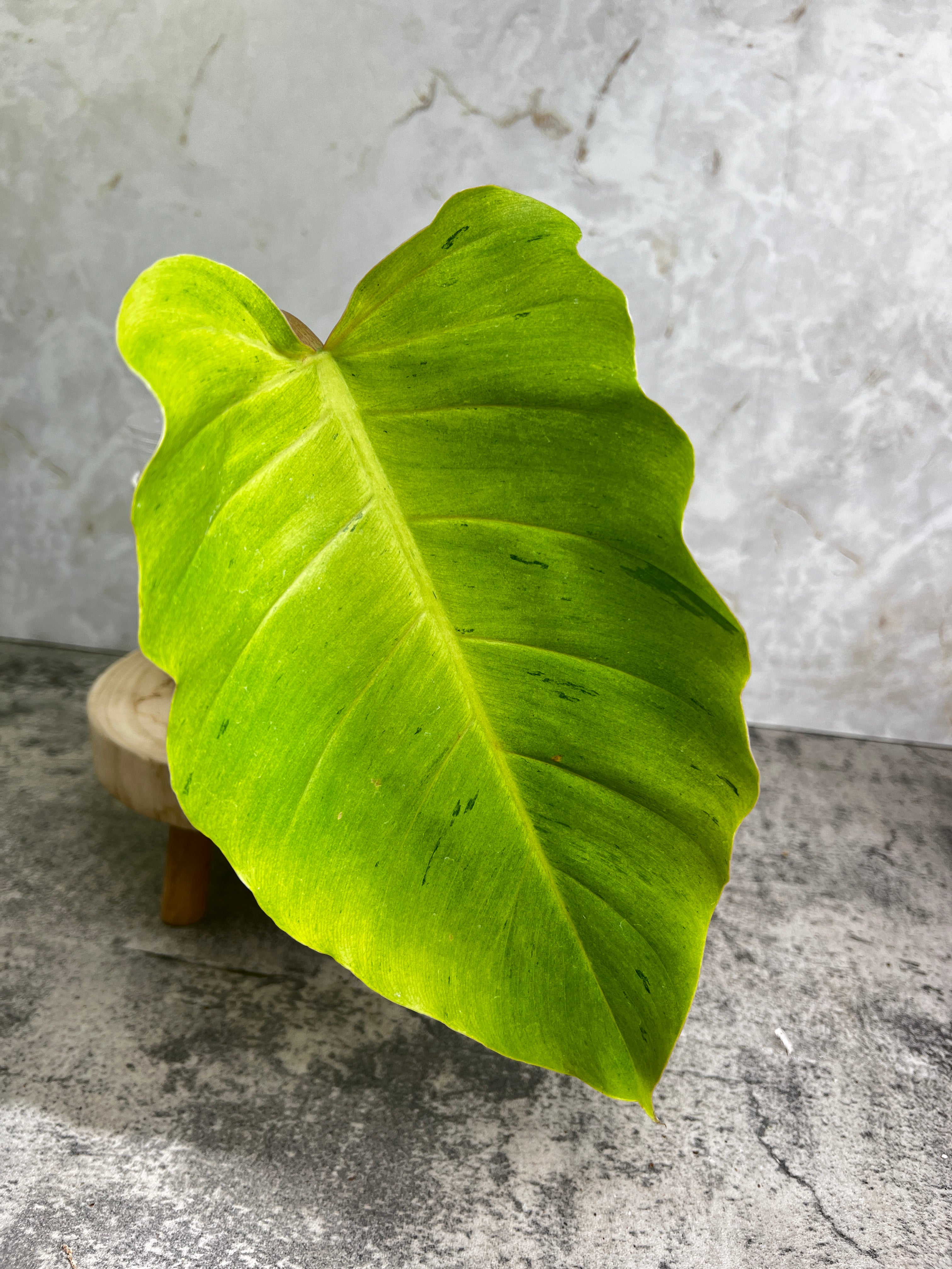 Philodendron snowdrifts rooting 1 leaf