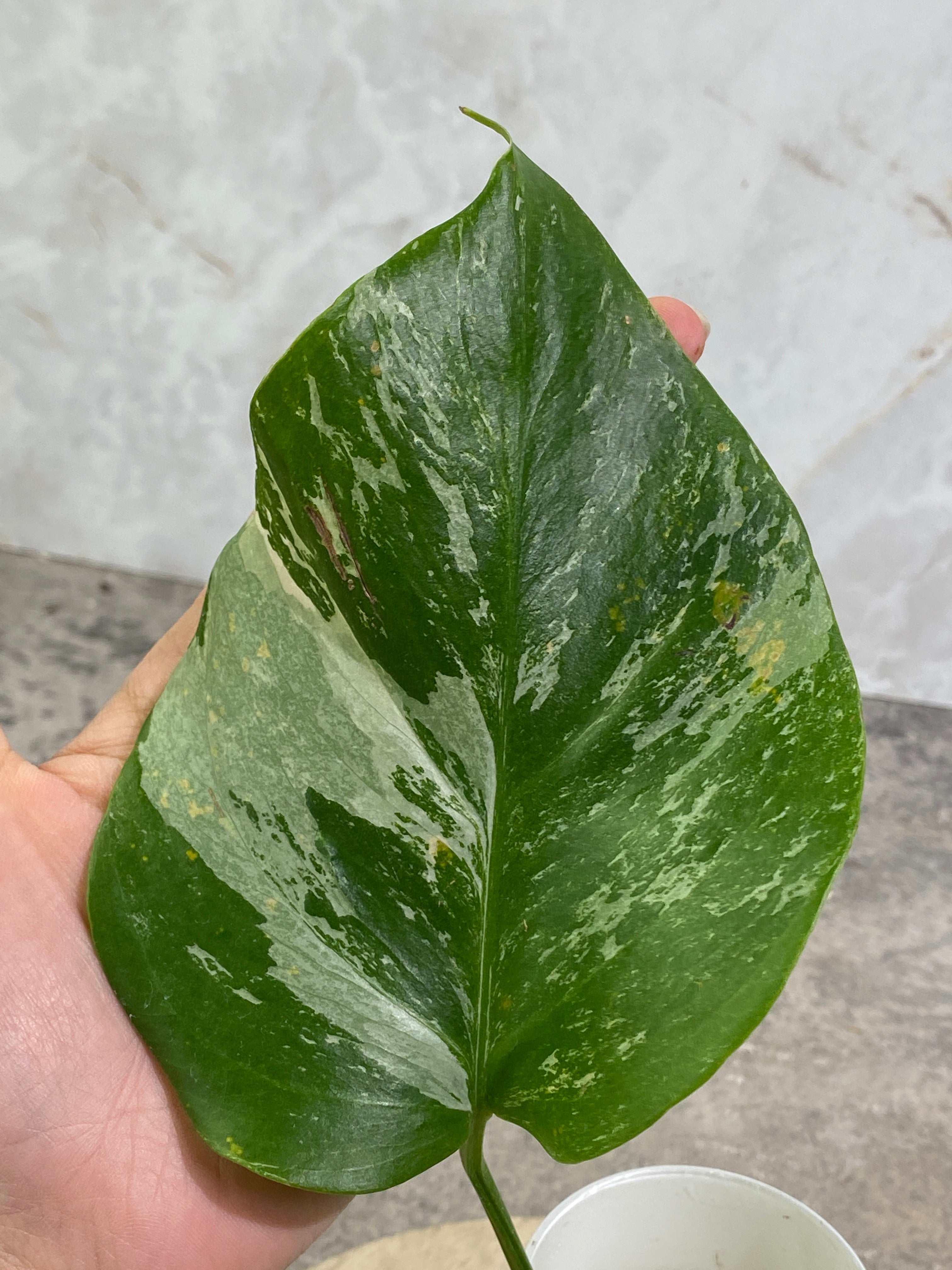 Monstera Albo 3 leaves rooting