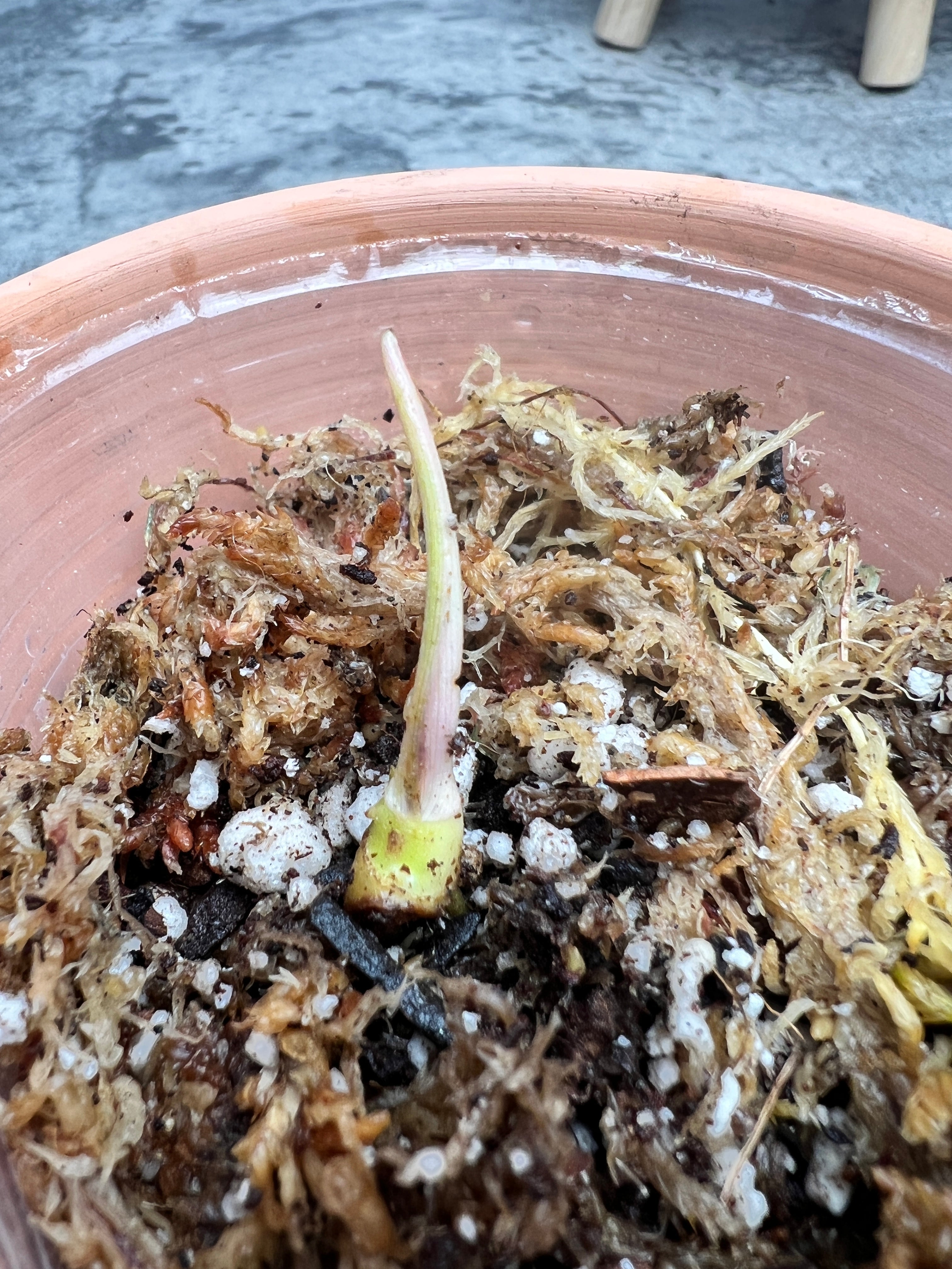 Philodendron Florida Beauty rooted 1 sprout 1 growing bud double node