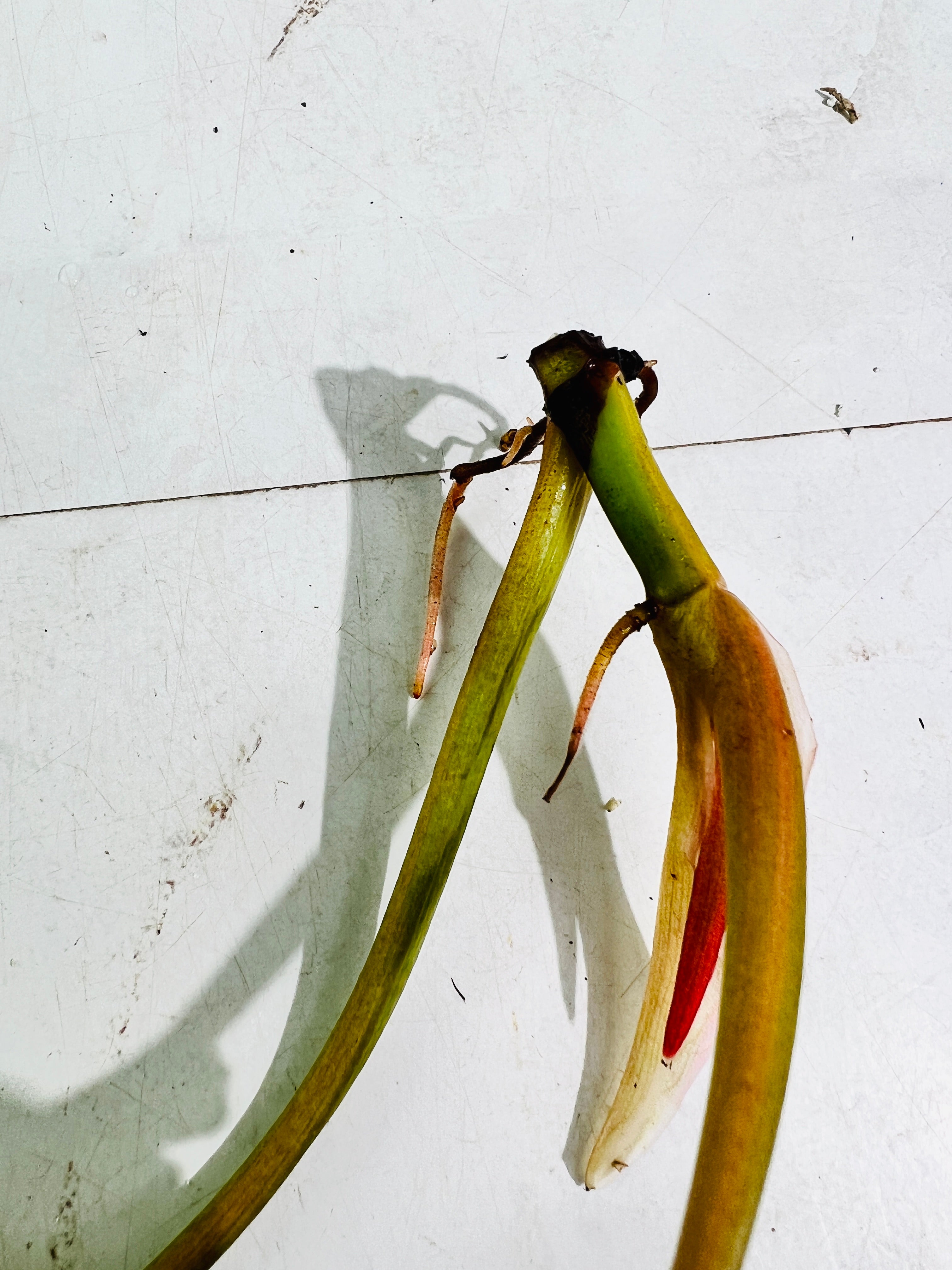 Philodendron ring of fire rooting top cutting 2 leaves 1 sprout